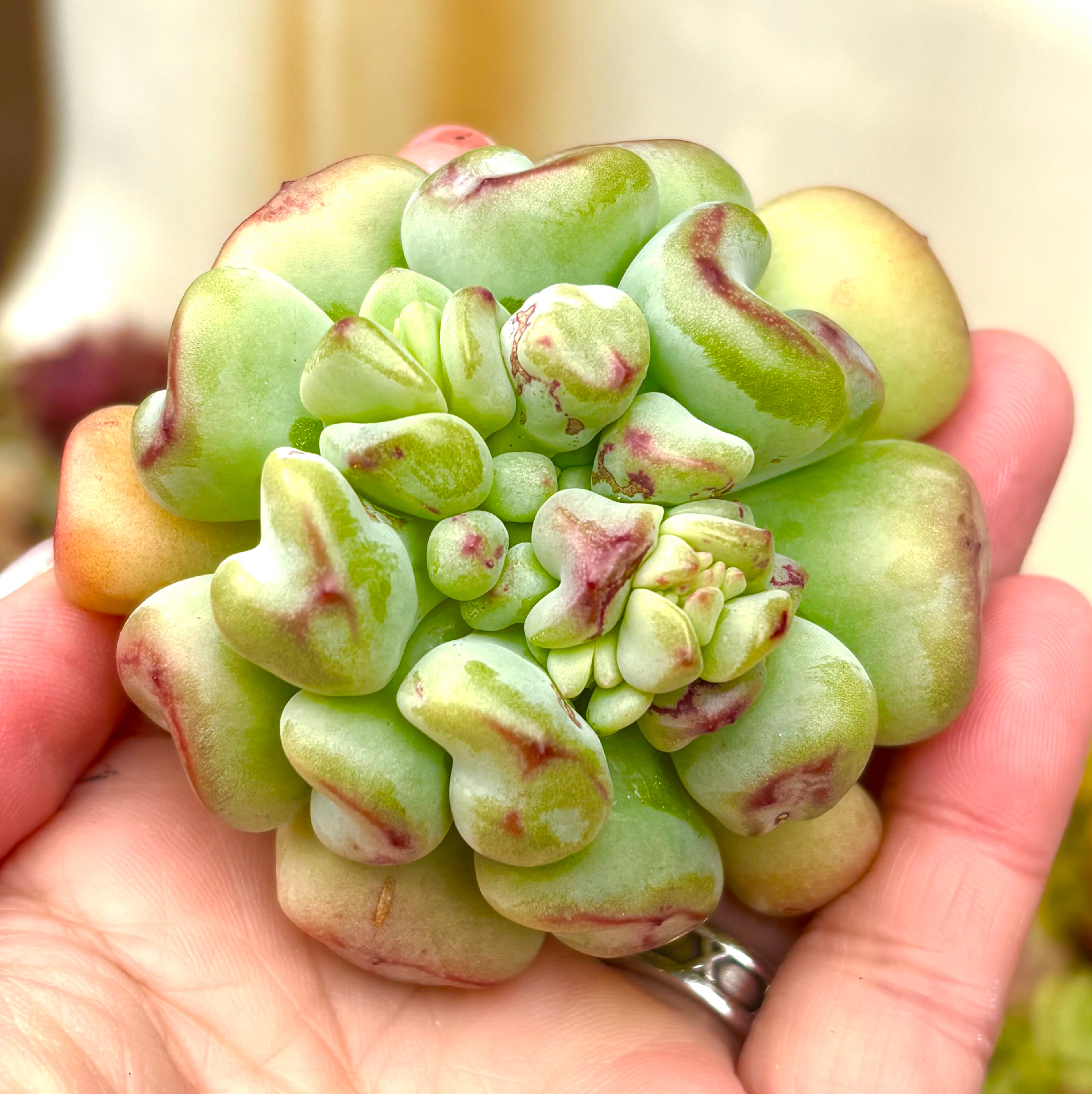 ウィンドオブチェンジ | aruru