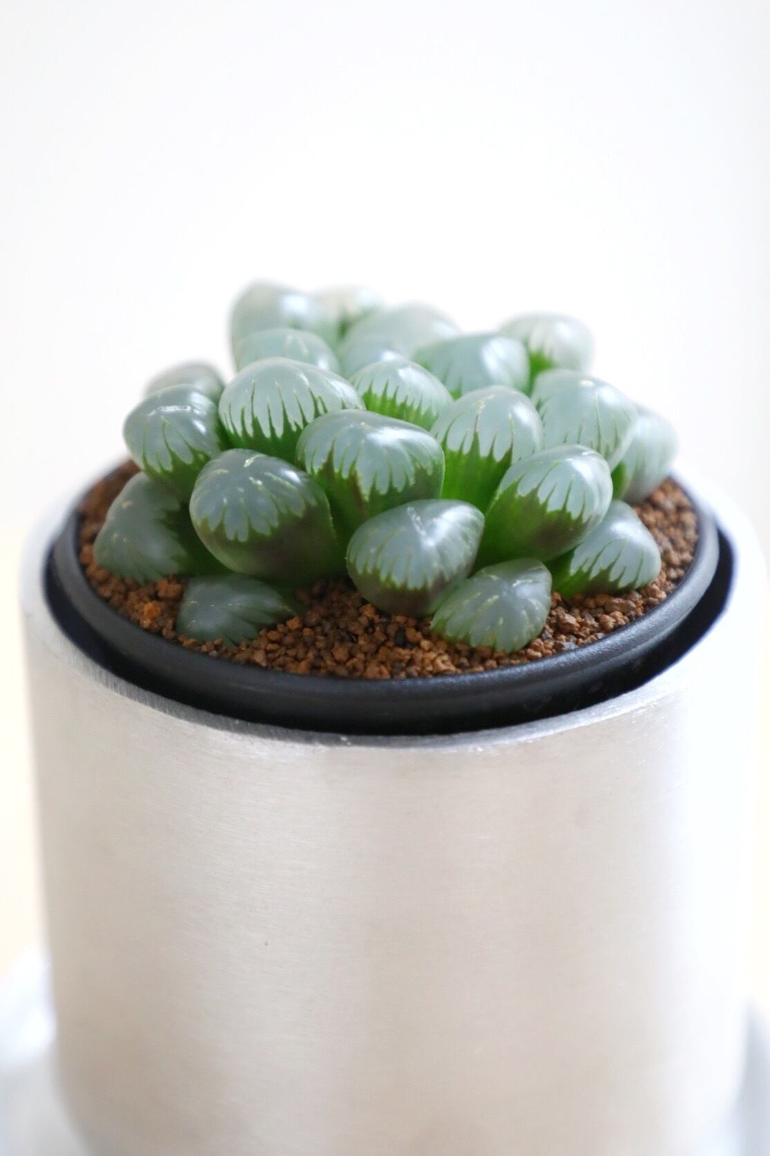 S】ハオルチア 実生 李紫/Haworthia | 【厳選植物・器】MIDORI DOUMEI