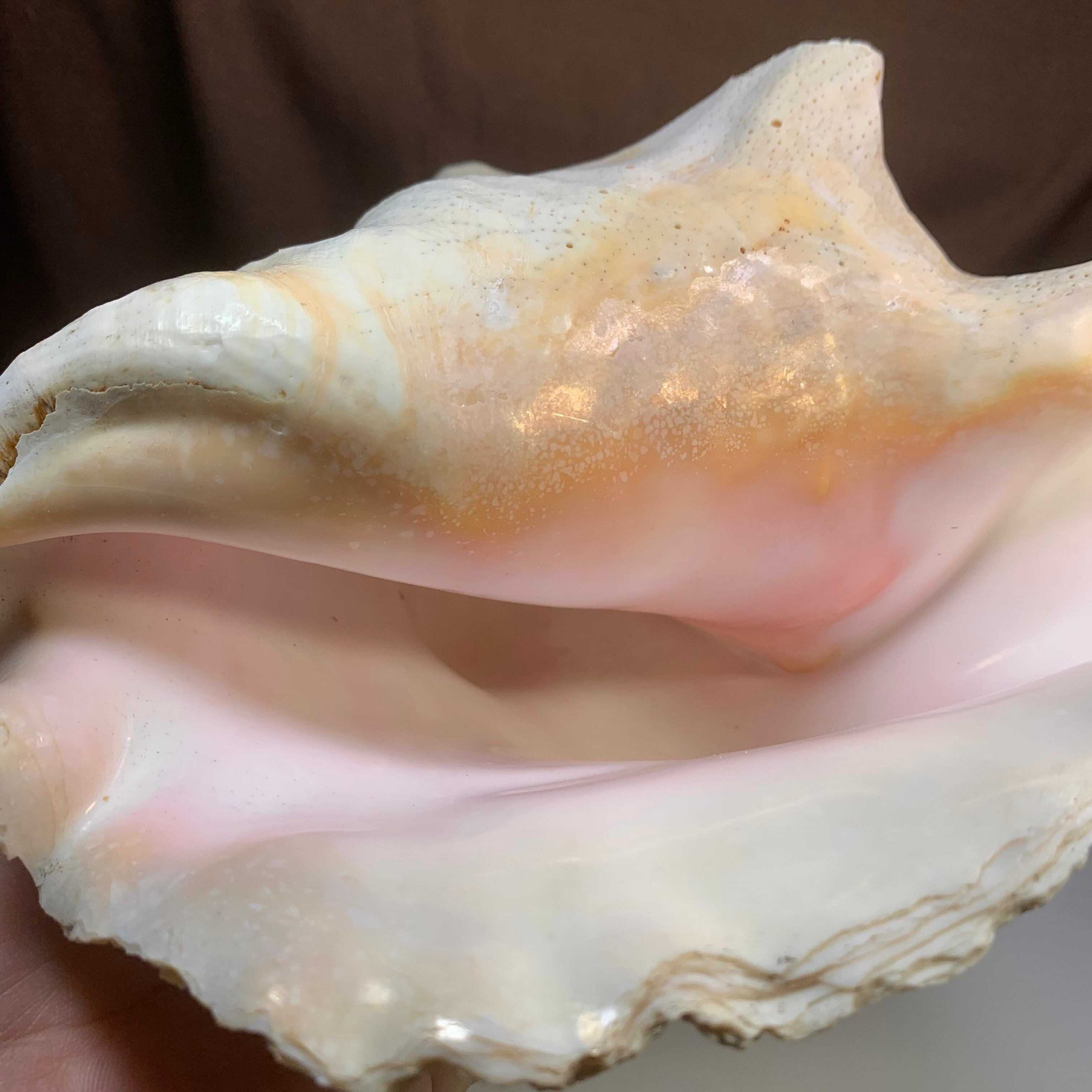 1.クイーンコンクシェル貝母・貝殻 | Naturaltreasure