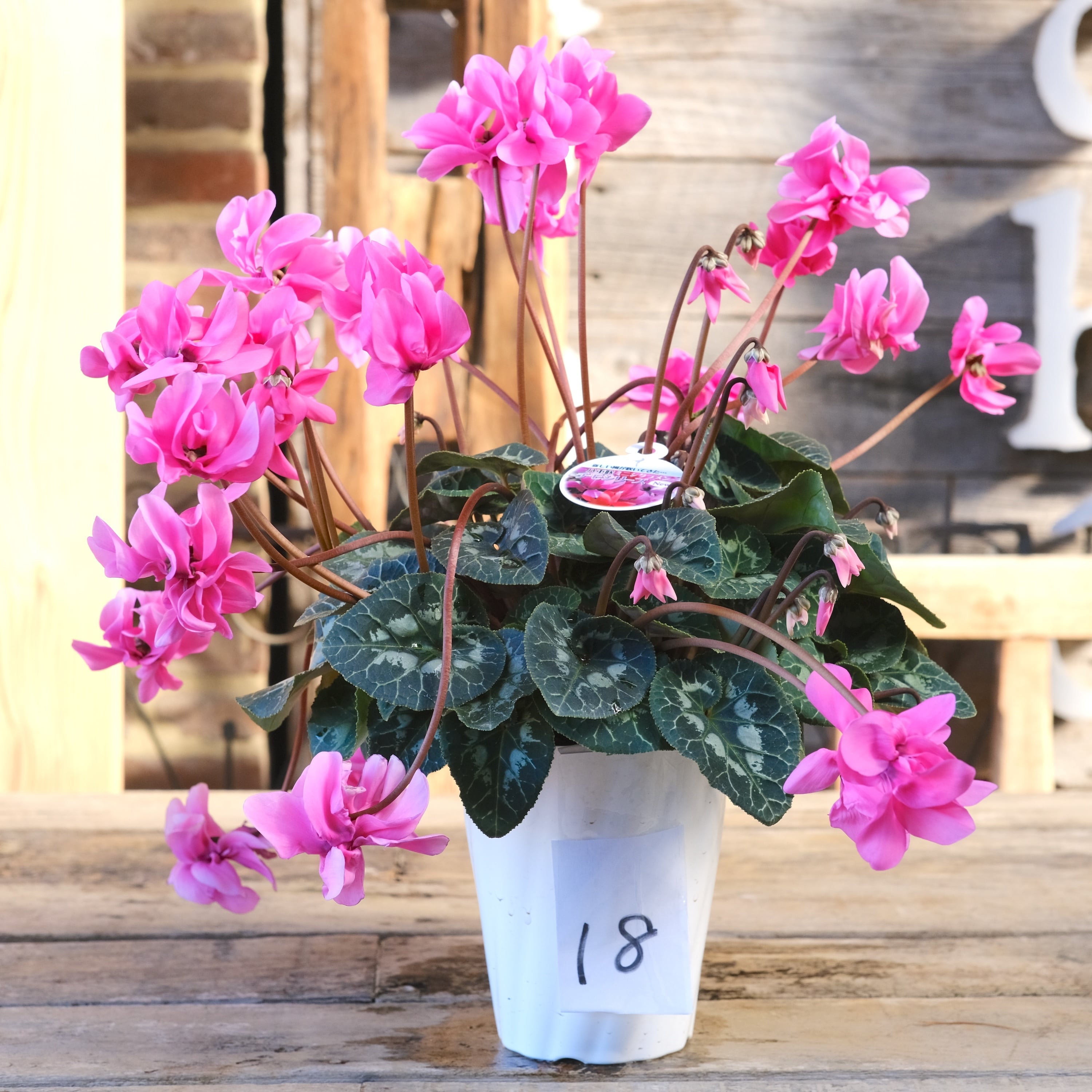 No, 18】ミニシクラメン チモシリーズ 八重《 枝垂れざき 》鉢なし