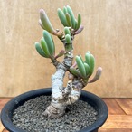 Othonna clavifolia【オトンナ・クラビフォリア】