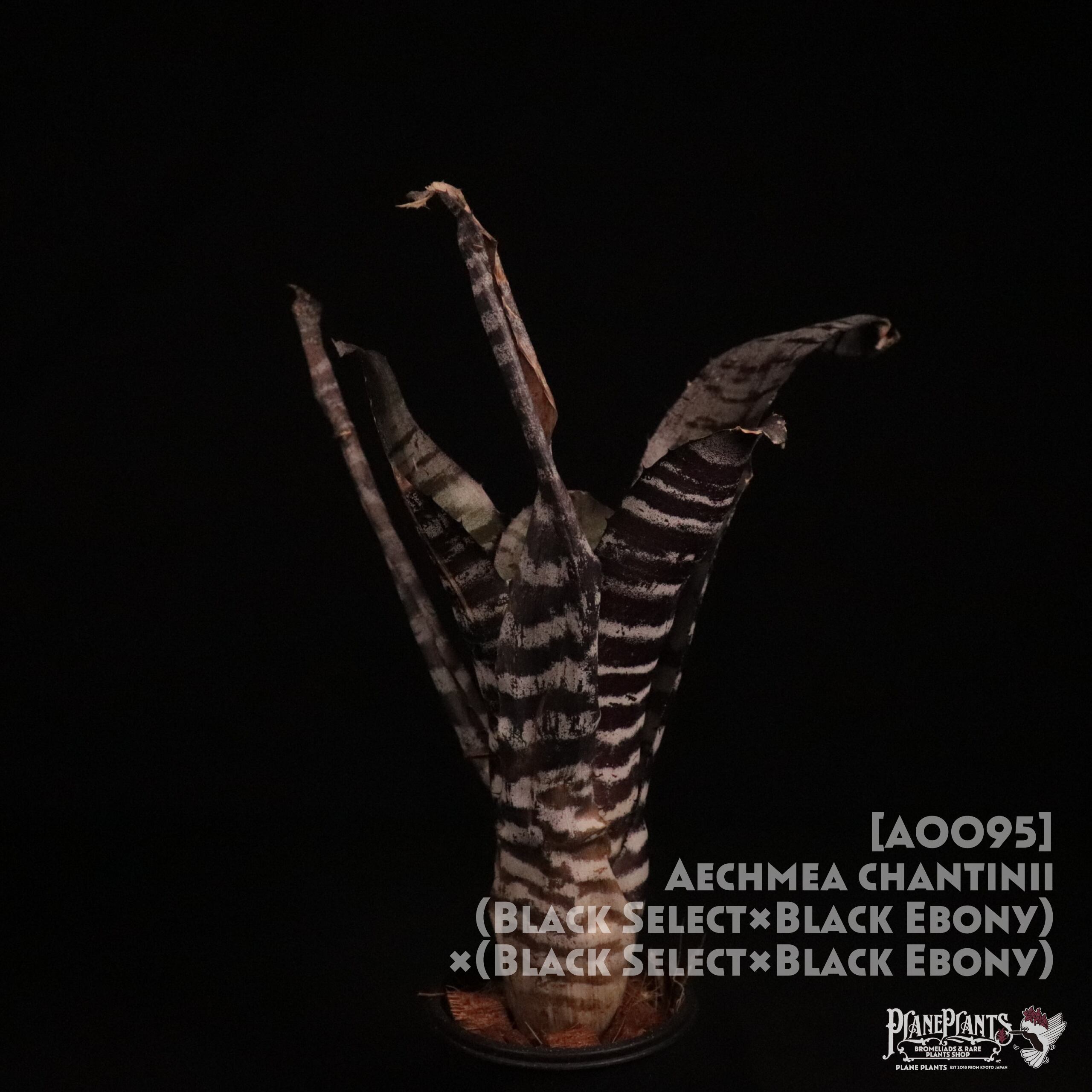 【送料無料】Aechmea chantinii (Black Select×Black Ebony) ×(Black Select×Black Ebony) 〔エクメア〕現品発送A0095