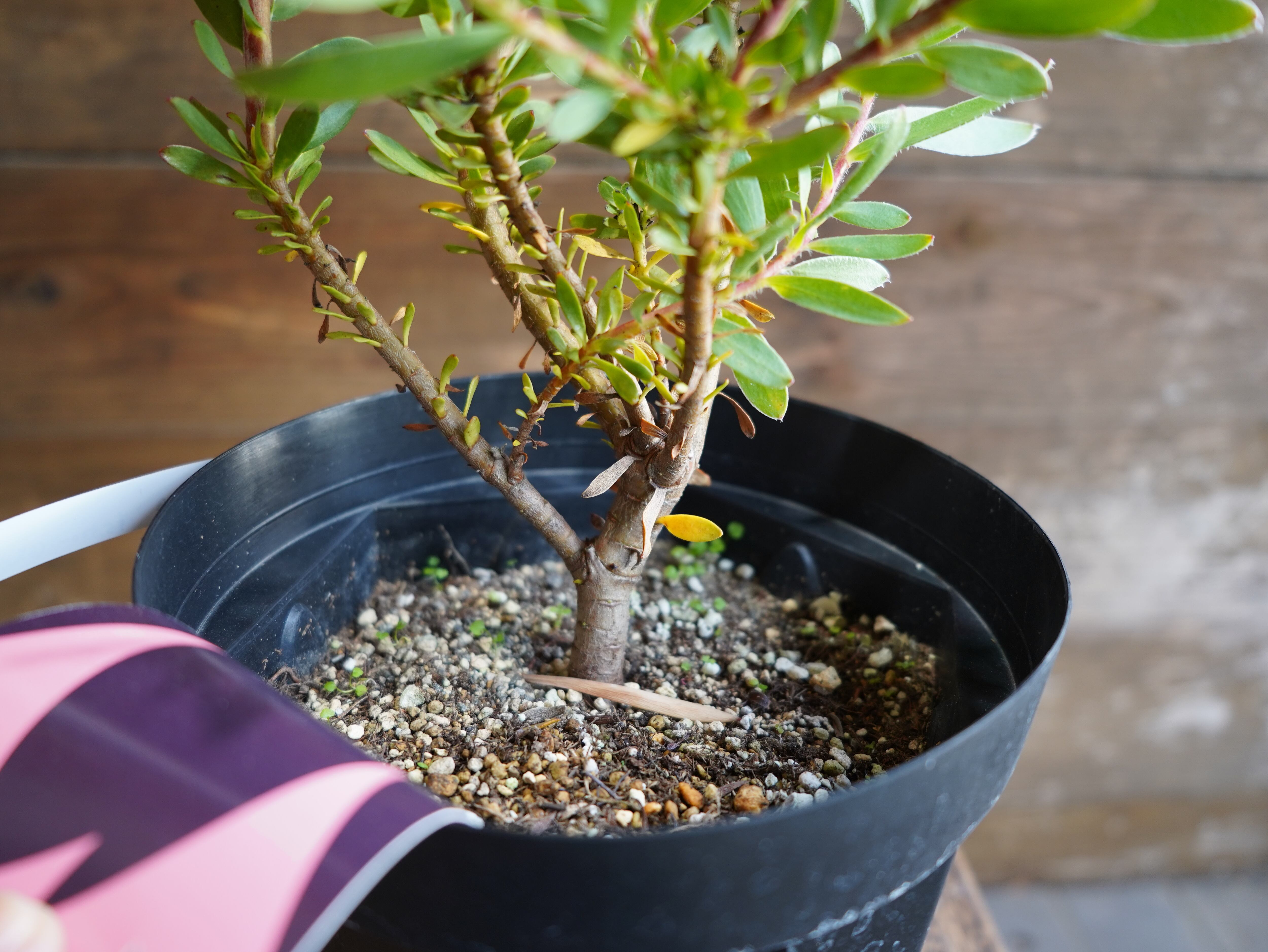 【現物】リューカデンドロン　”Safari Sunset”　６号