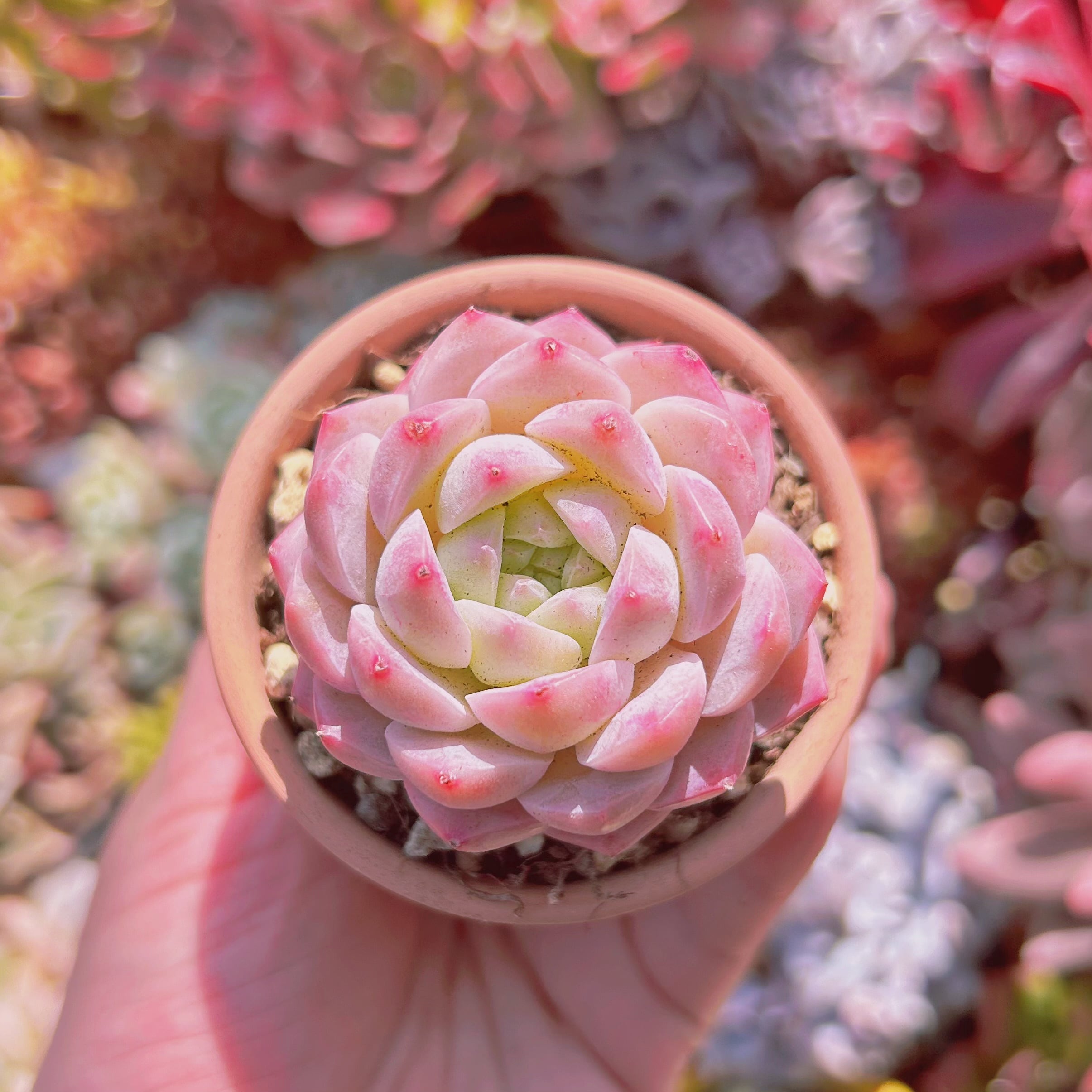 エケベリア 多肉植物 | ストロベリーアイス - 2.5寸苗 ○多肉植物 るる