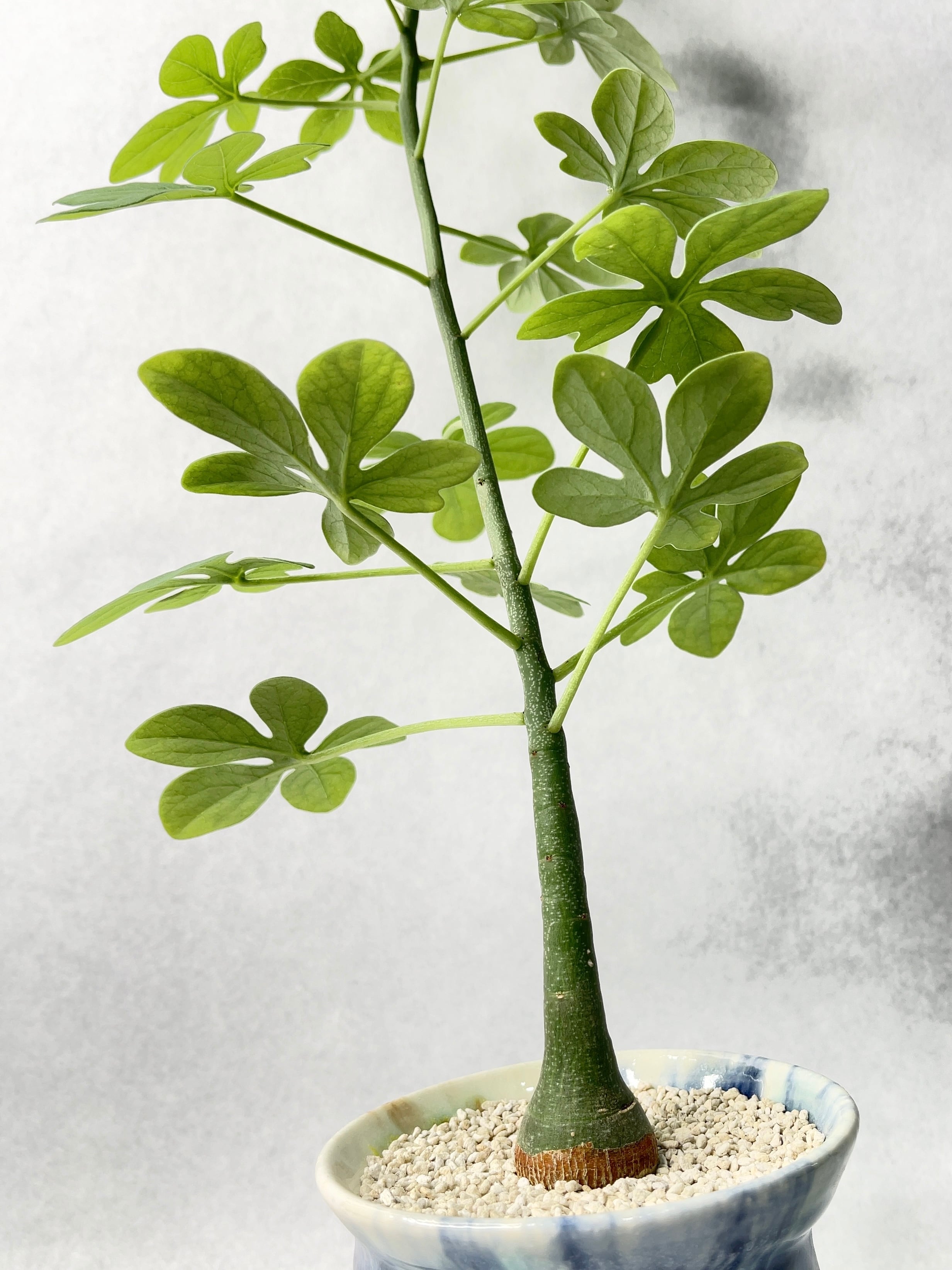 アデニア・グラウカ | trigger