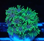 Goniopora FromNTB YellowFrag 4