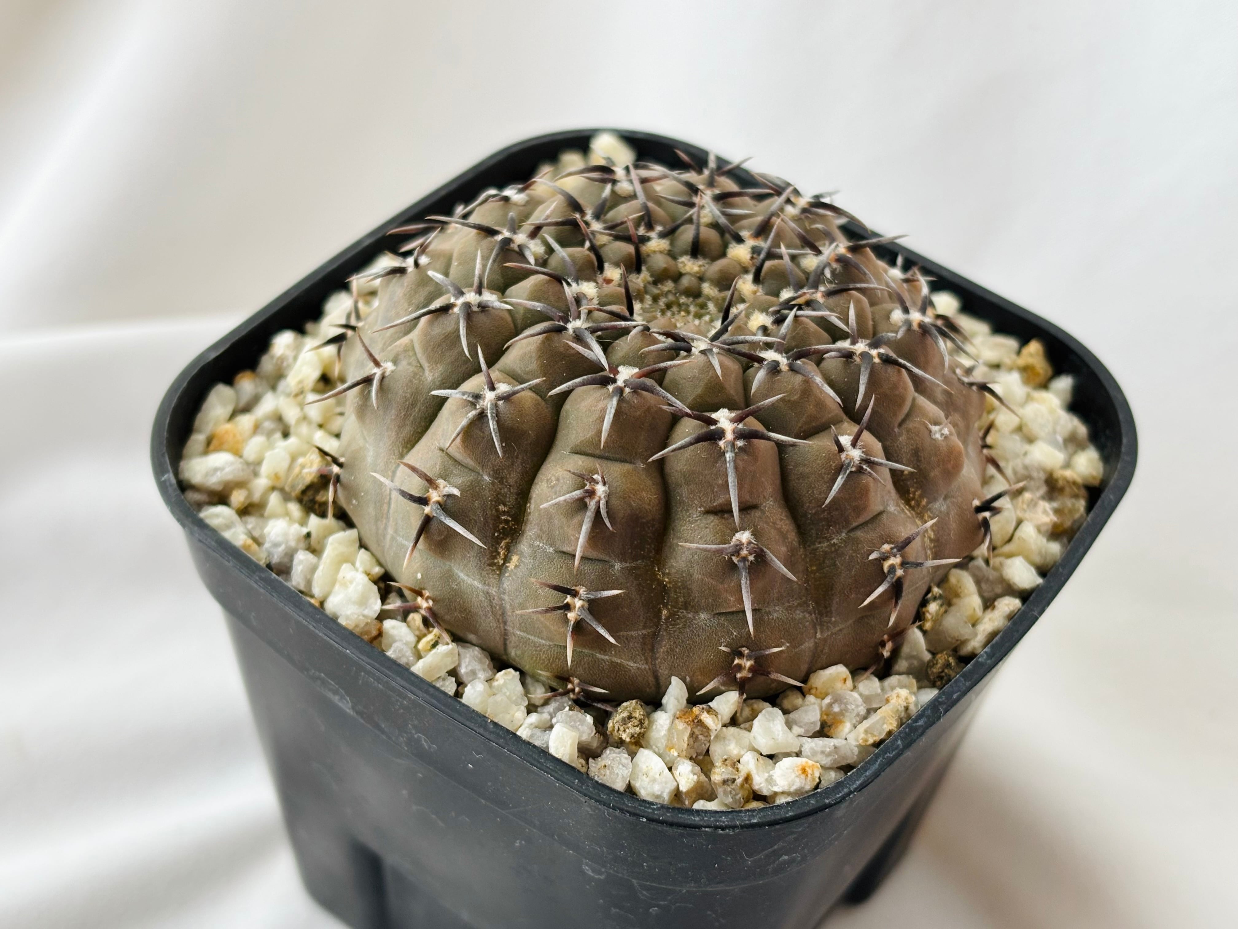 Gymnocalycium asterium ギムノカリキウム 黒刺鳳頭 サボテン | plants