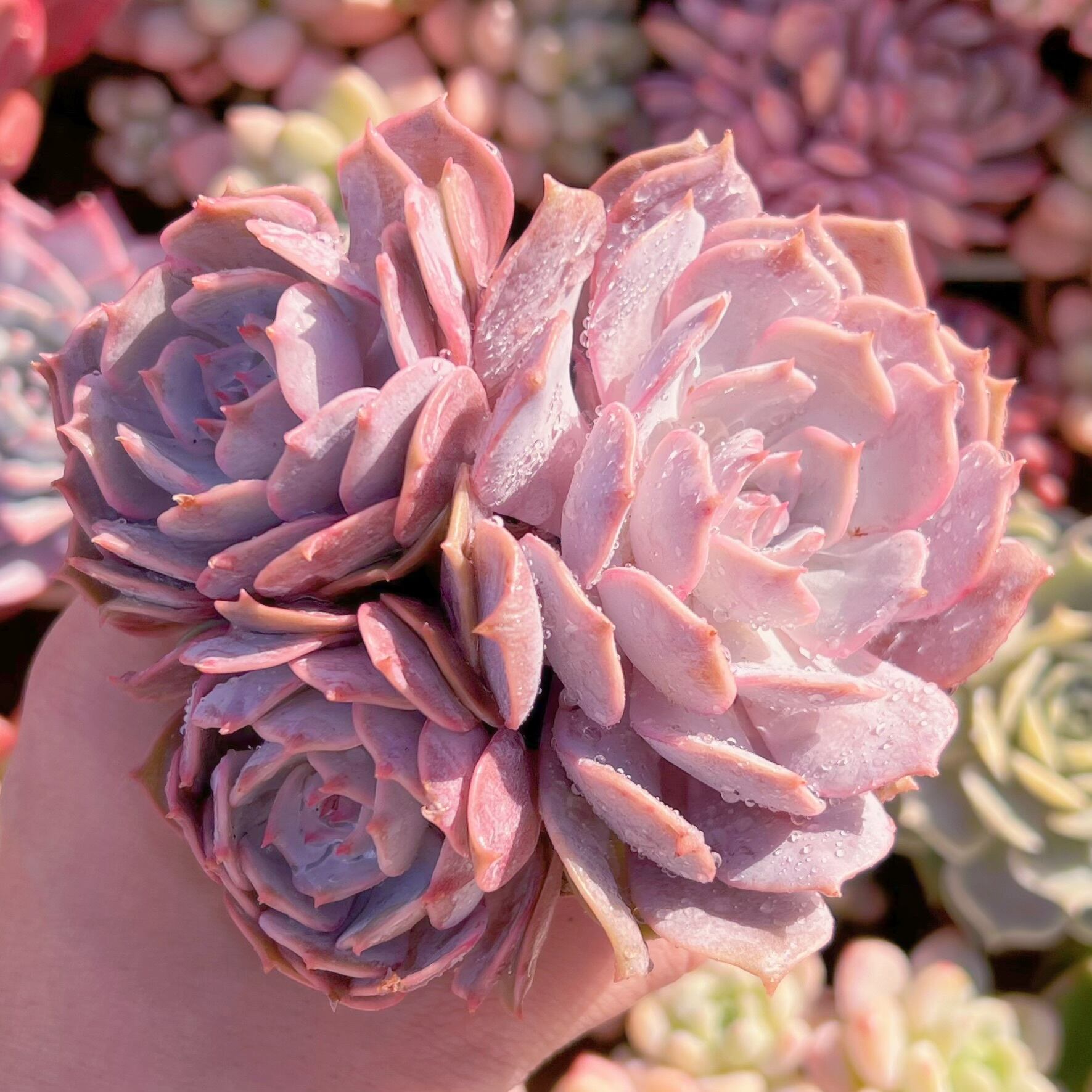 現品　ローラ#600　新入荷　るる農園