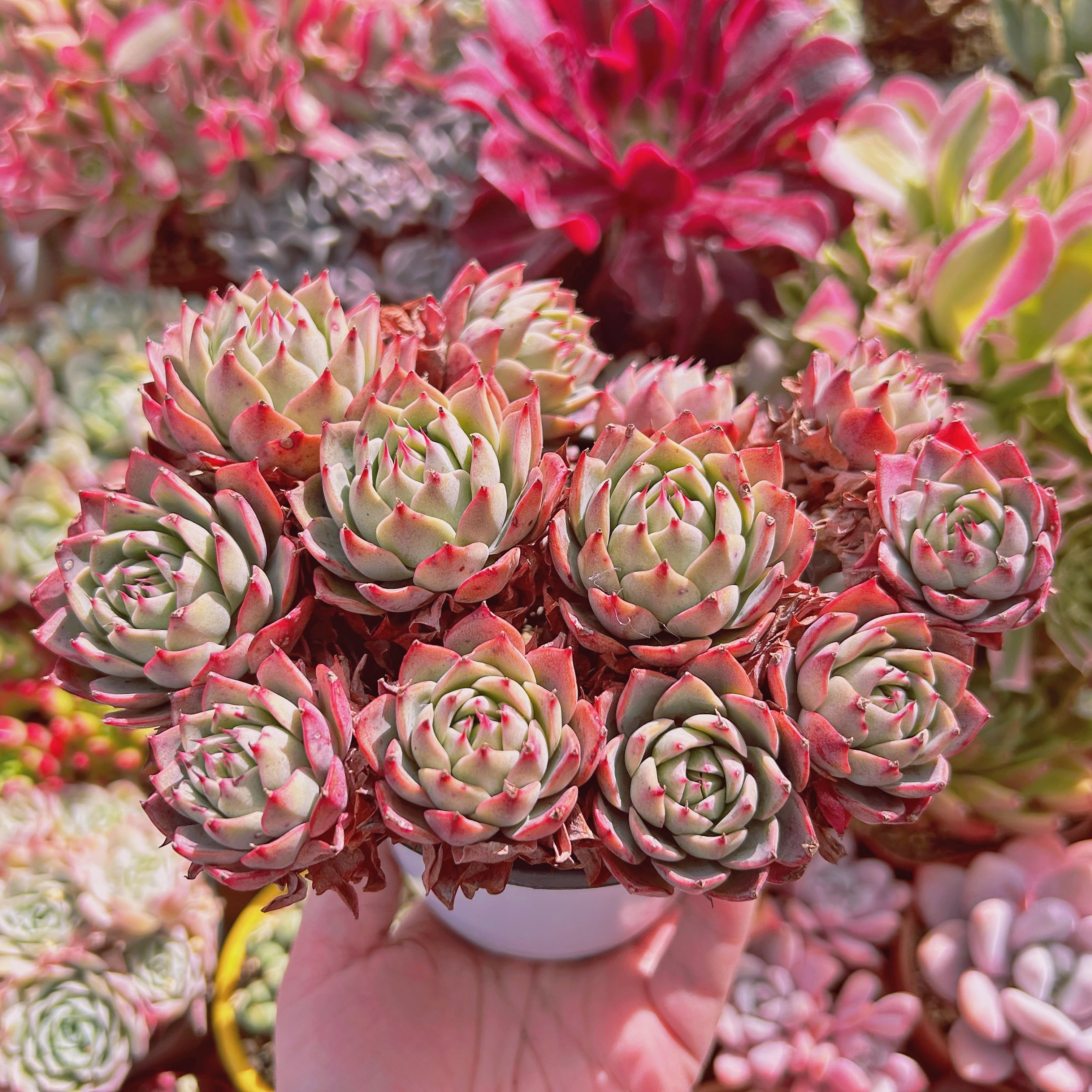 #059現物　多肉植物　新品種　リンゼアナ　特大