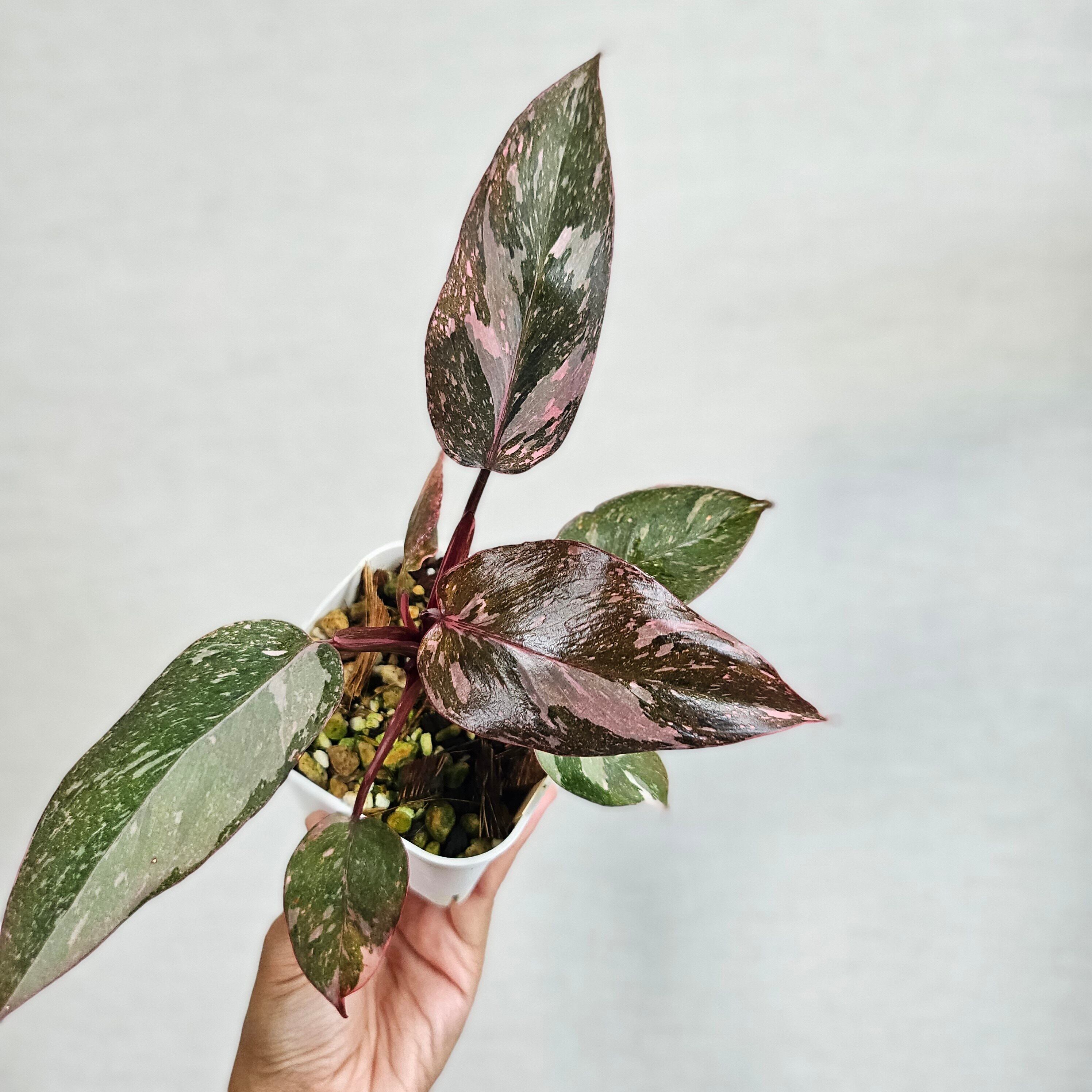 ①〔フィロデンドロン ピンクプリンセス ギャラクシー〕Philodendron Pink Princess Galaxy 観葉植物 斑入り ポット発送