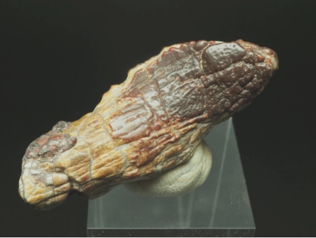 草食恐竜の歯【Jobaria tiguidensis】【14 g】ニジェール共和国産/化石/牙/竜脚類/ジョバリア/竜脚形類