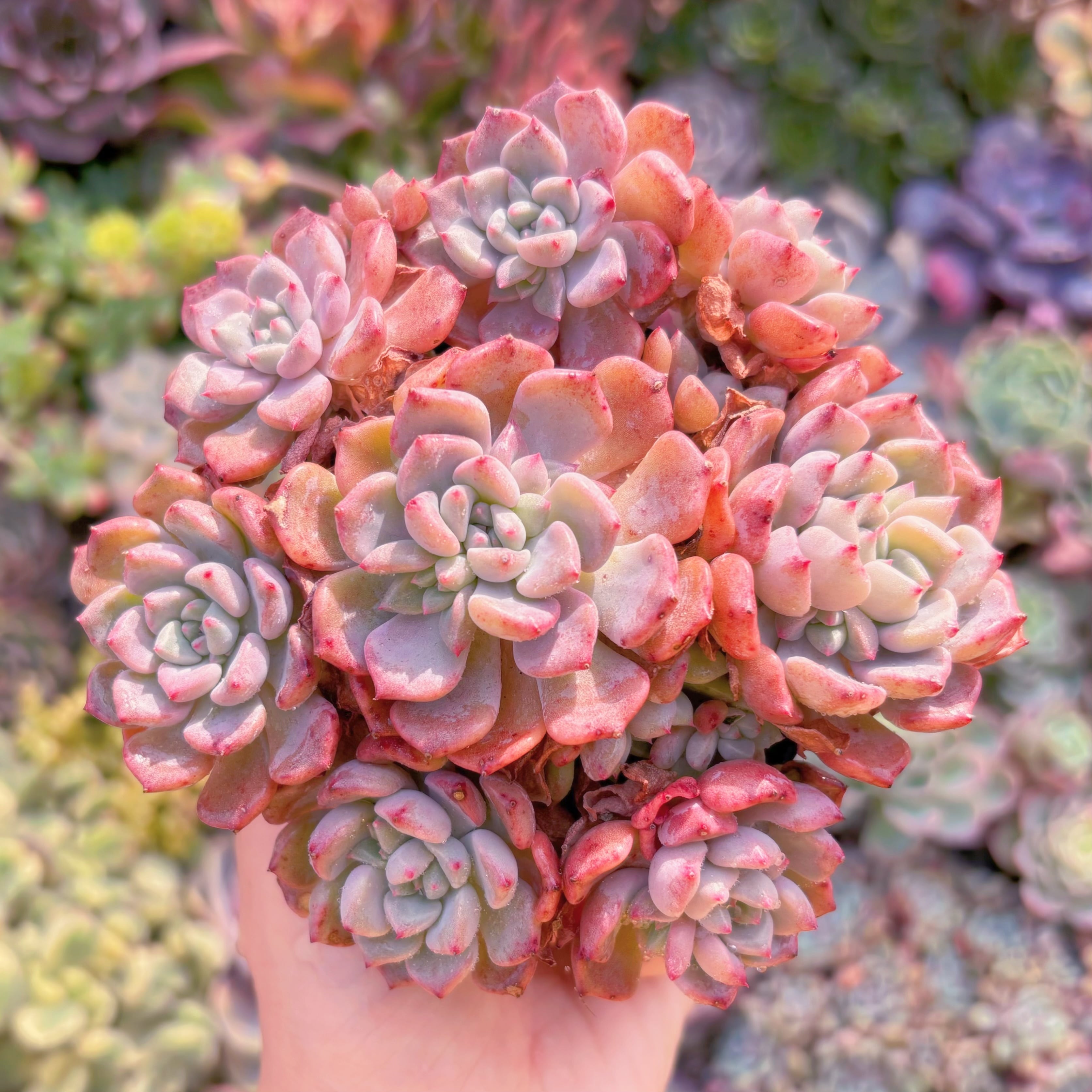 現品　キュートバブル#K040　大群生　新入荷　るる農園