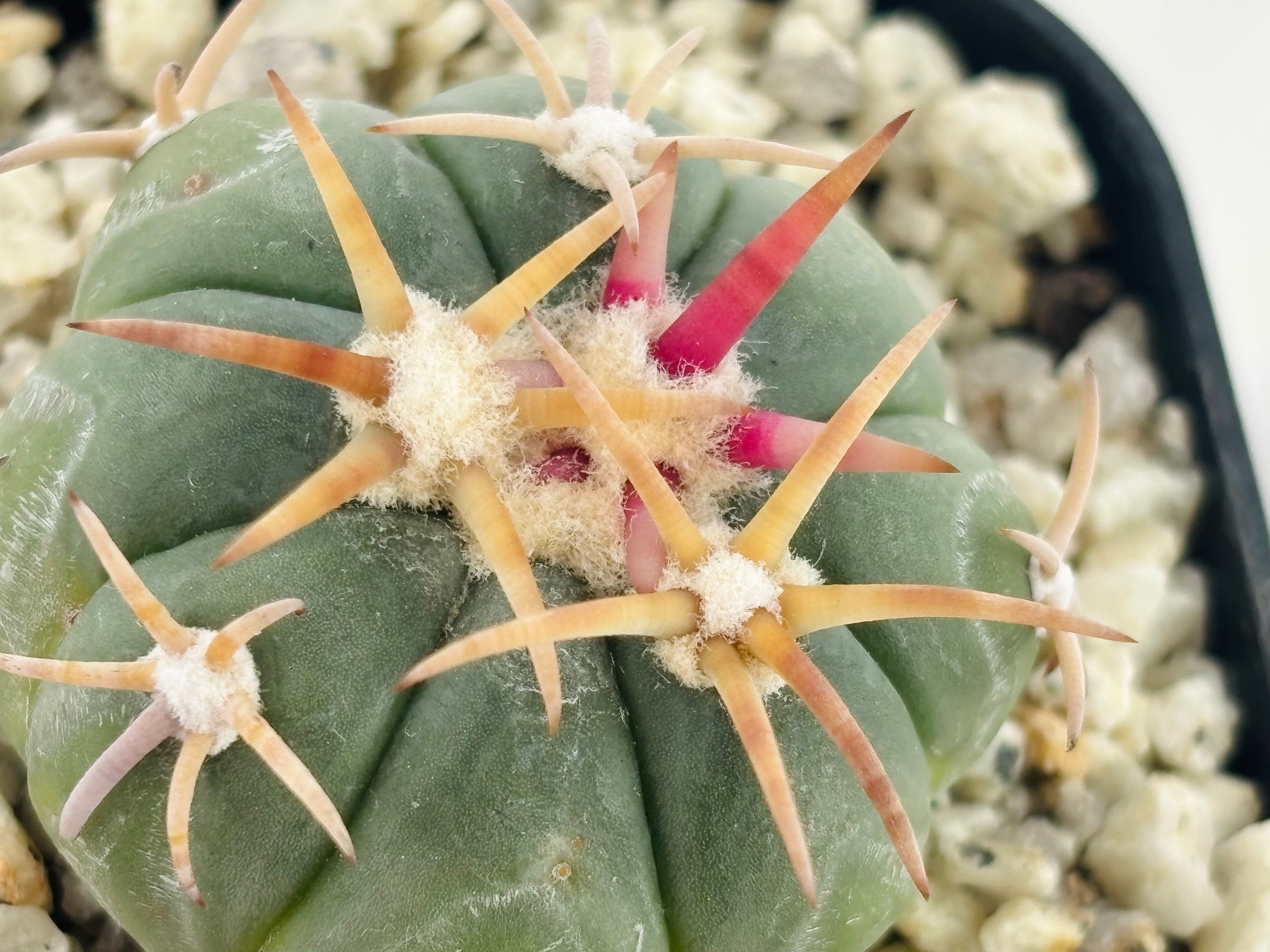 Echinocactus horizonthalonius エキノカクタス 翠平丸 サボテン