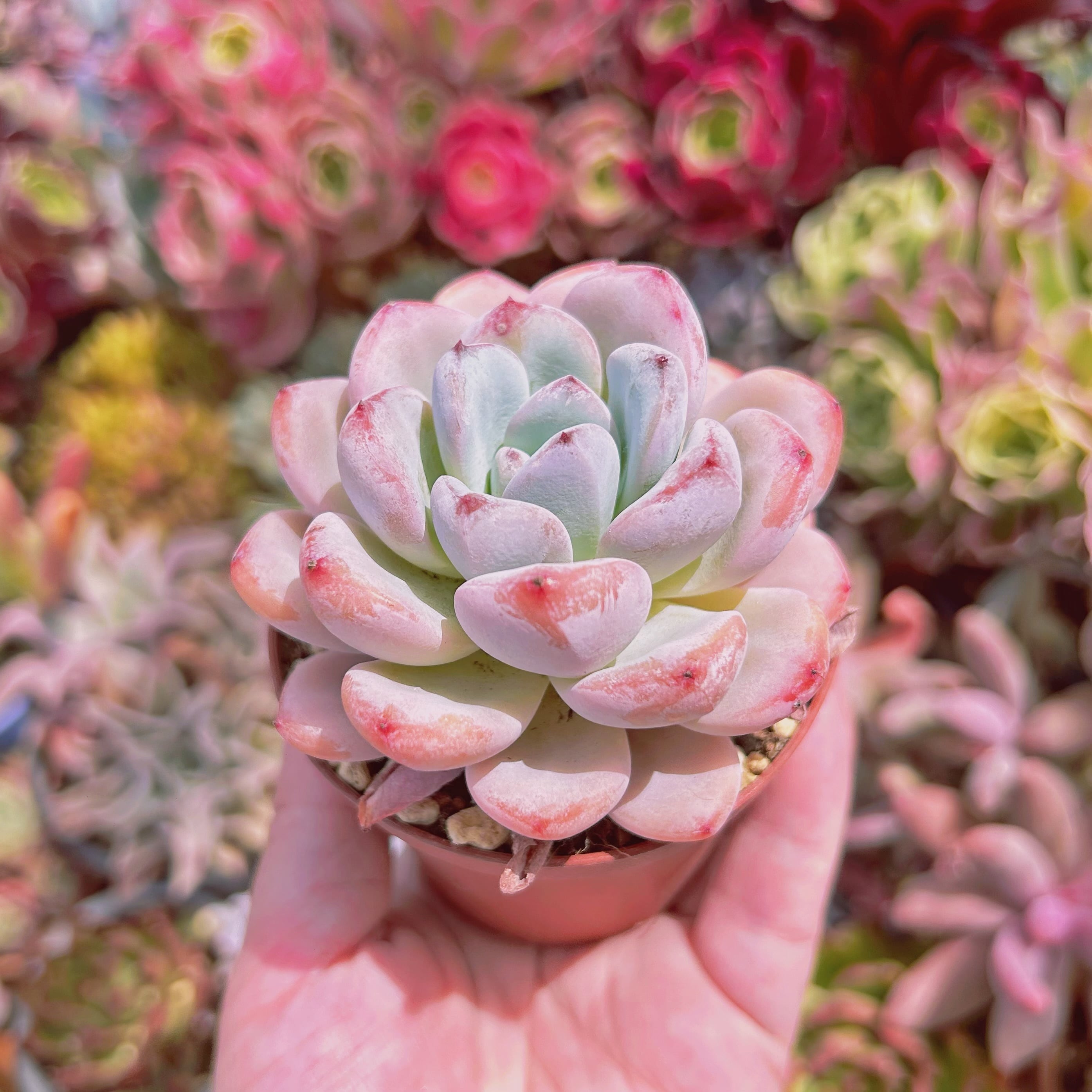 334現物 多肉植物 星雪 特大 | るる農園~多肉植物専門