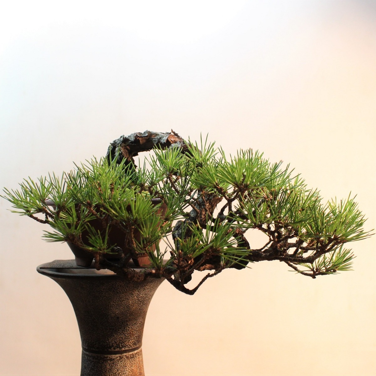 松柏盆栽 黒松（クロマツ）半懸崖 | 盆栽と山野草の植物店 八百日 
