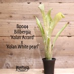 【送料無料】 Billbergia 'Kolan Accord' x 'Kolan White pearl'〔ビルベルギア〕現品発送B0044