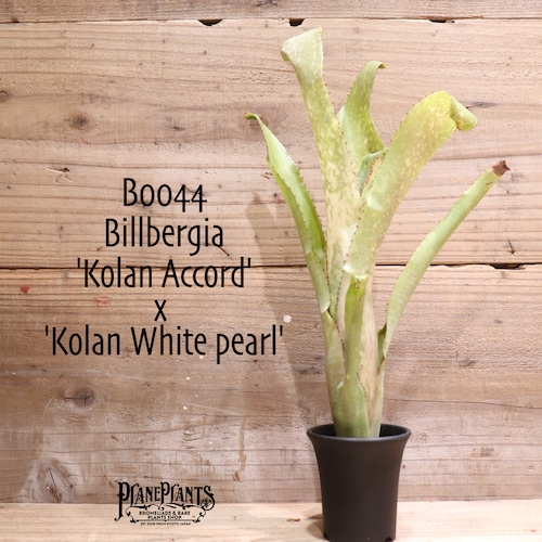 【送料無料】 Billbergia 'Kolan Accord' x 'Kolan White pearl'〔ビルベルギア〕現品発送B0044
