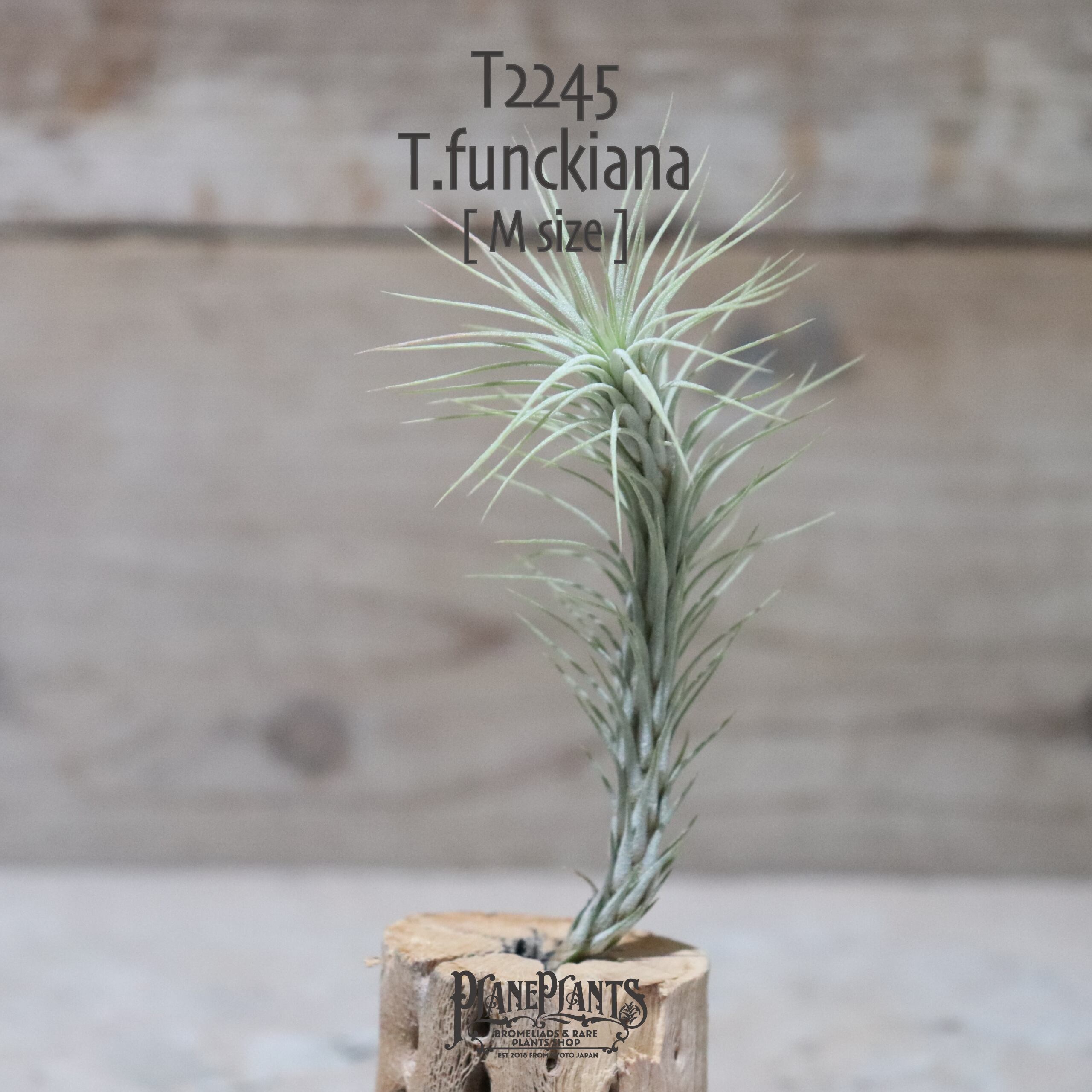 【送料無料】フンキアナ〔エアプランツ〕現品発送T2245