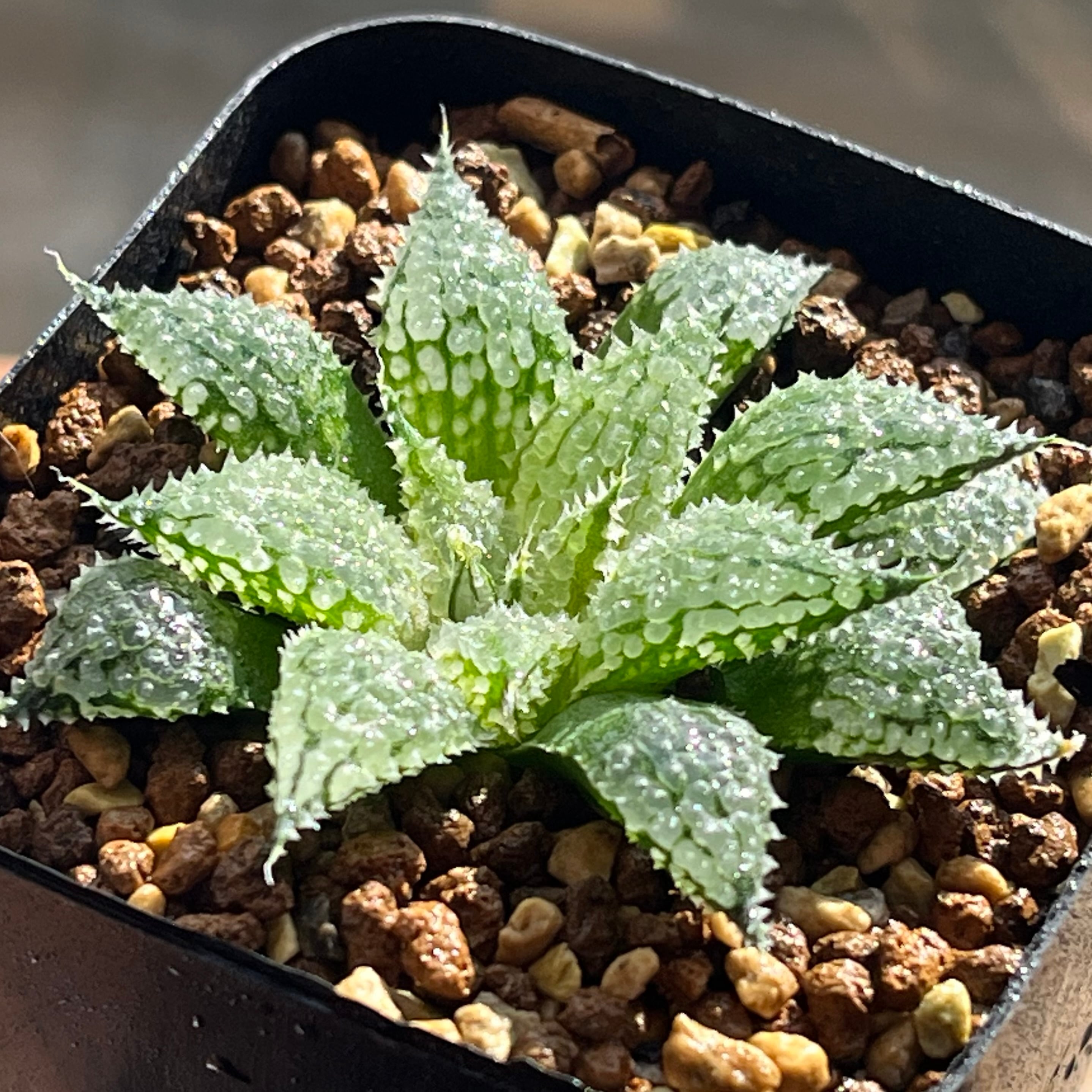 ハオルチア スターズフェアリー | mocono_plants