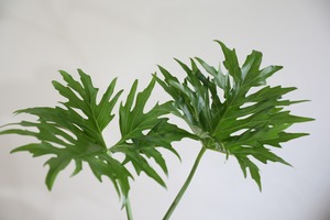 【M】セローム 根上り/Philodendron selloum