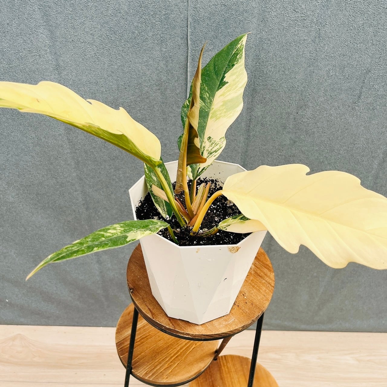 現品］45番 ピラミッドアジサイ 9号 植物 紫陽花 ノリウツギ 落葉低木