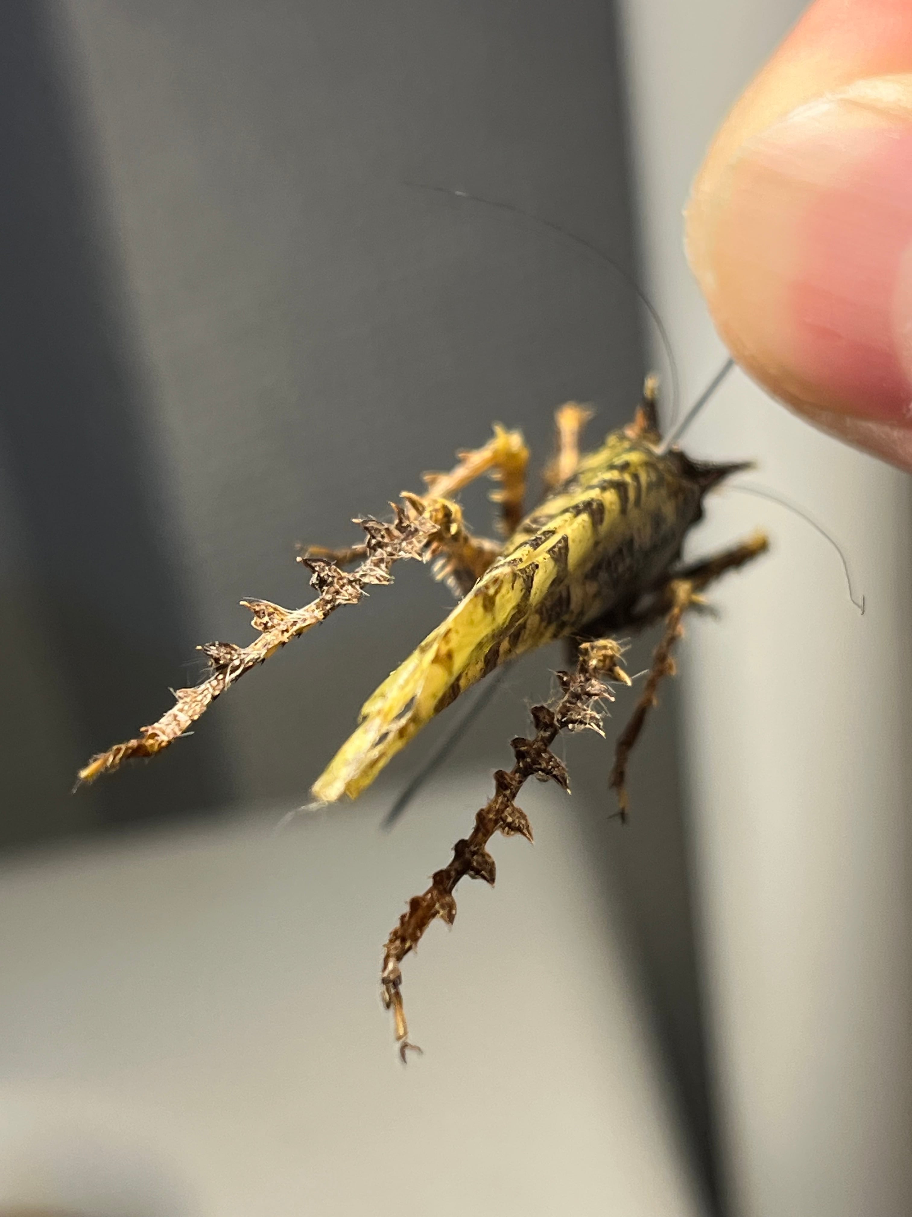54mm】サルオガセギスに酷似のOrthoptera sp.キリギリス バッタ