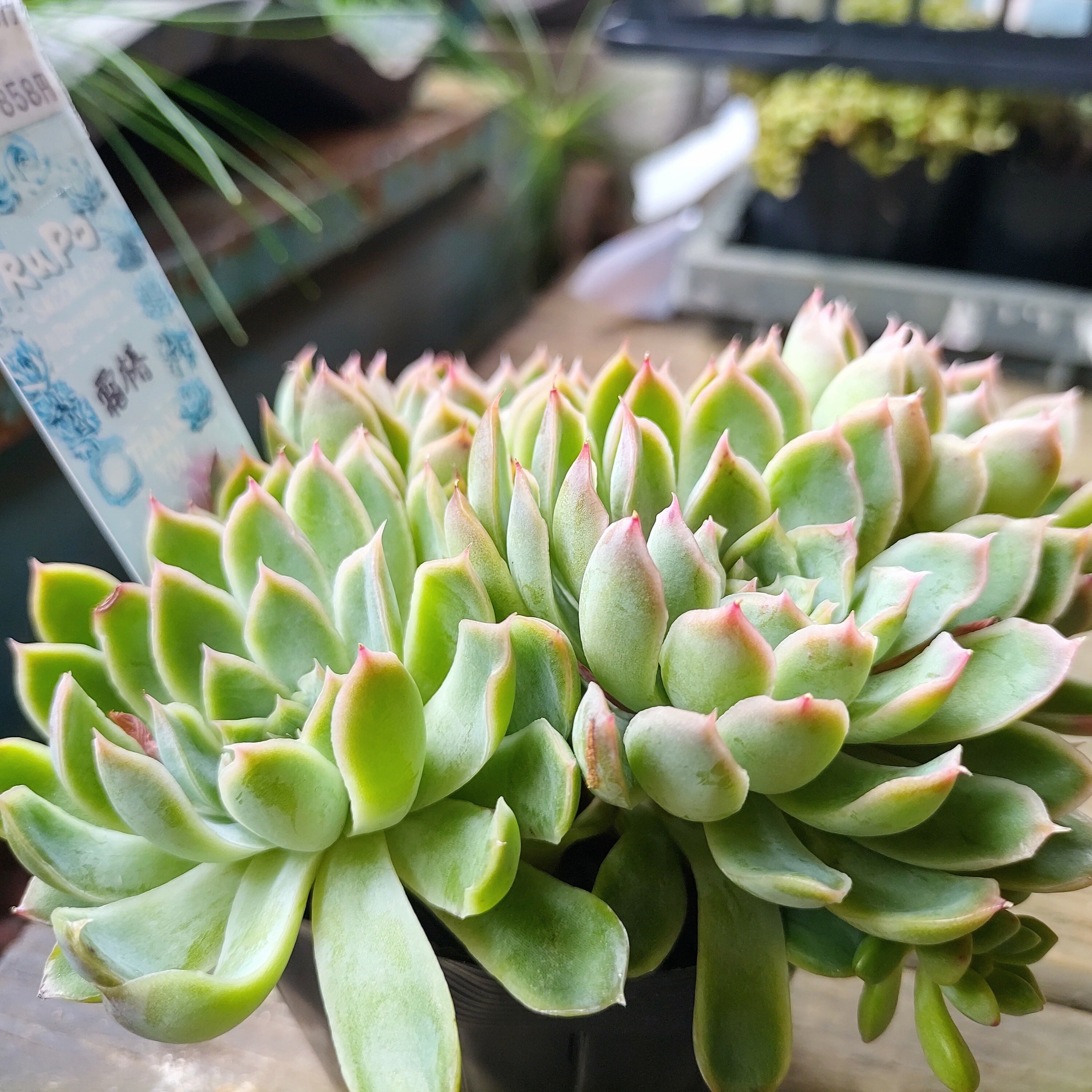 霜椿群生 | RuPo 多肉植物専門店