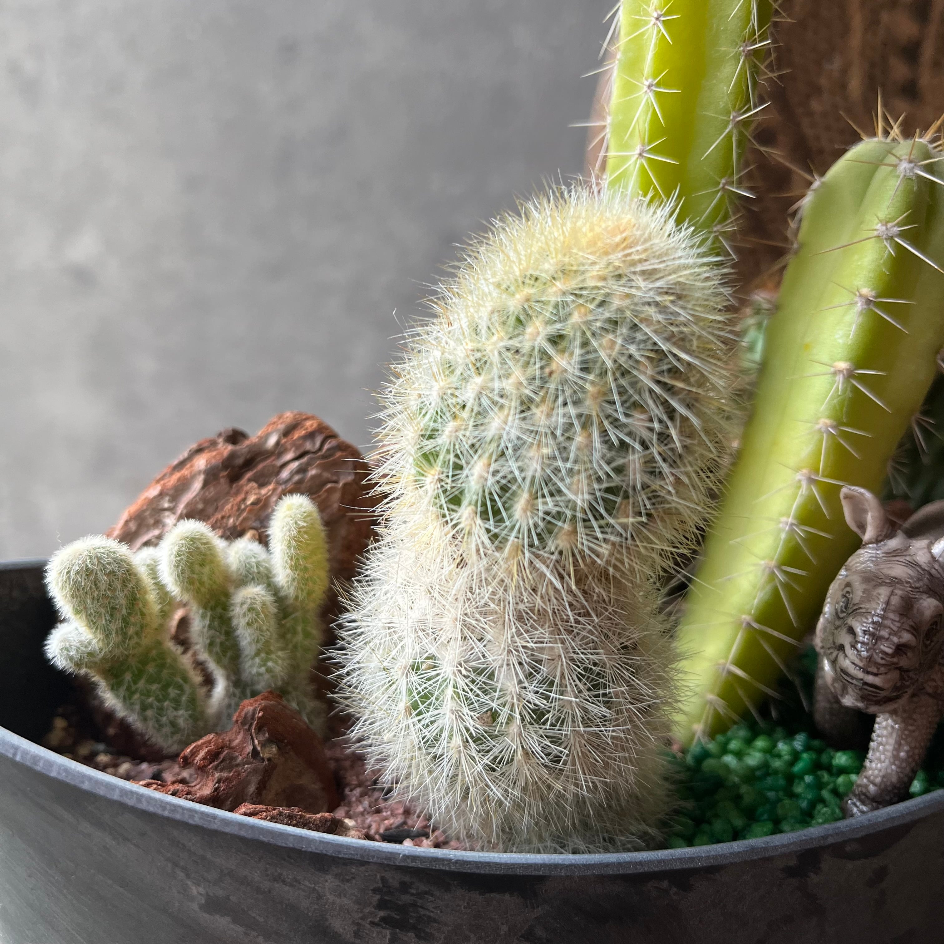 Rhinoceros Kids サイ | SABOTEN MISSILE