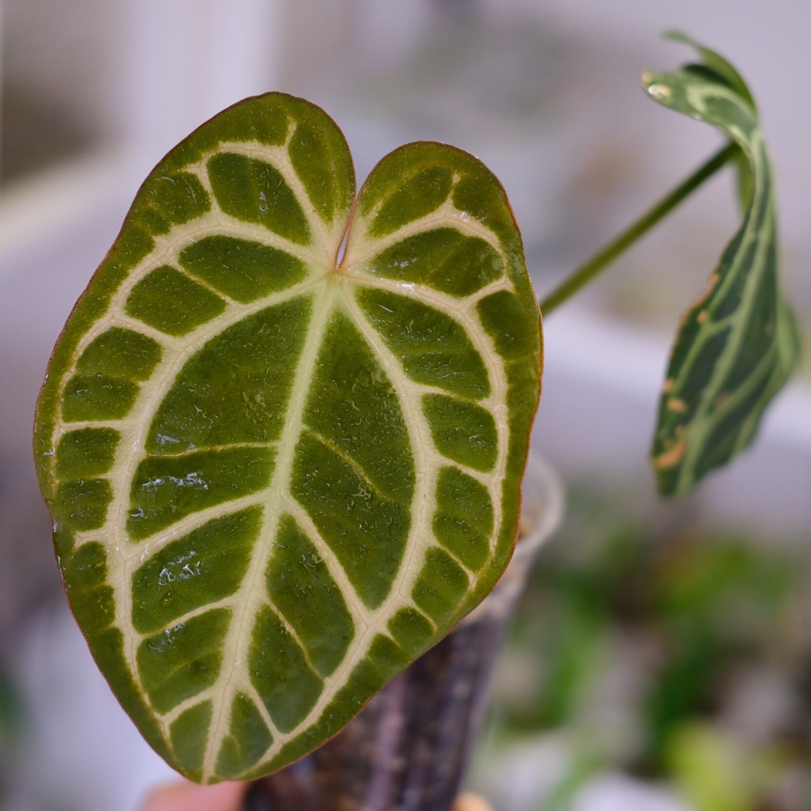 A*払様 anthurium carlablackiae カーラブラッキー Anthurium Carlablackiae / アンスリウム カーラブラッキー⑫