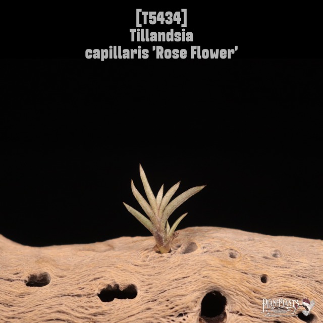 【送料無料】capitata 'Mauve'〔エアプランツ〕現品発送T5312