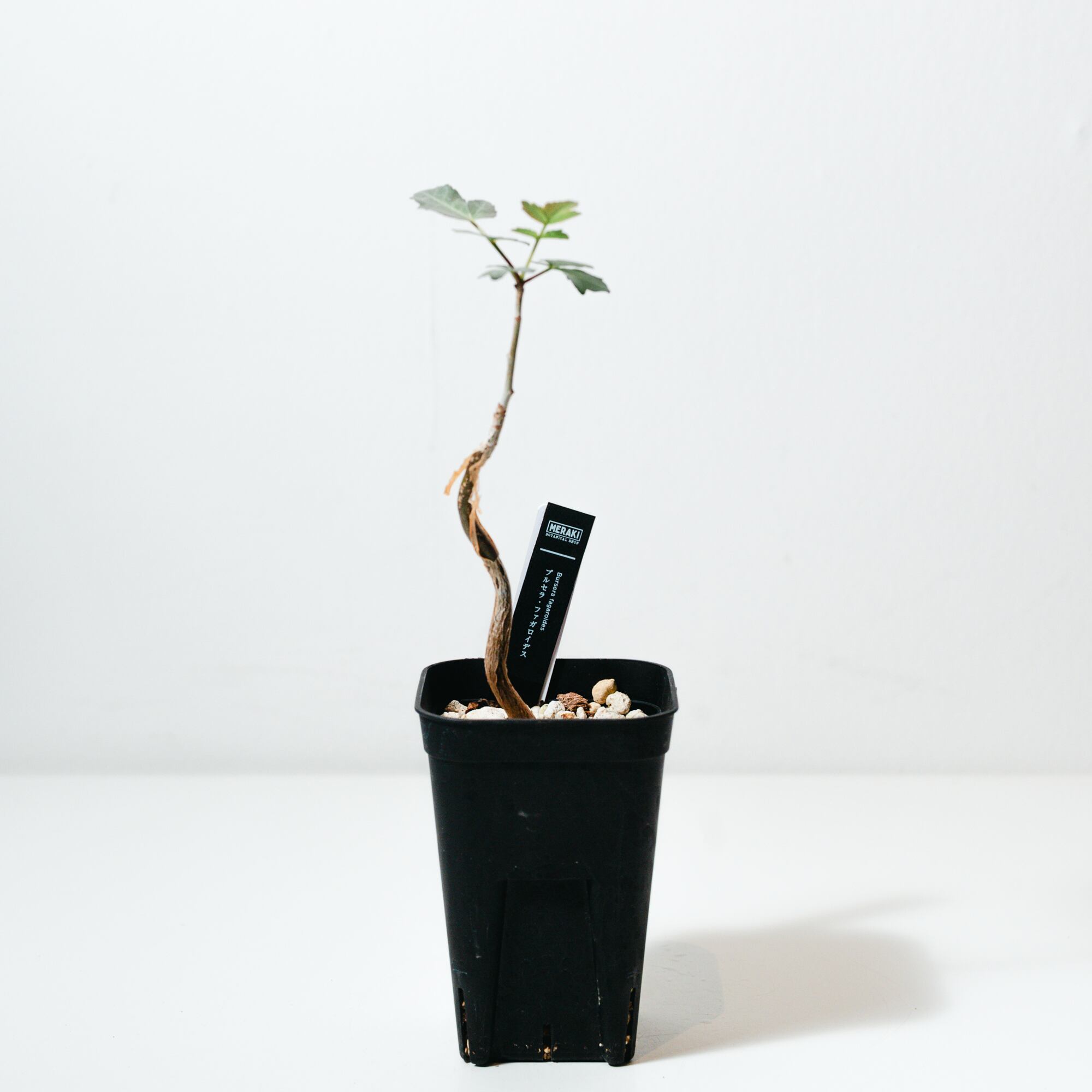 ブルセラ（Bursera） | MERAKI