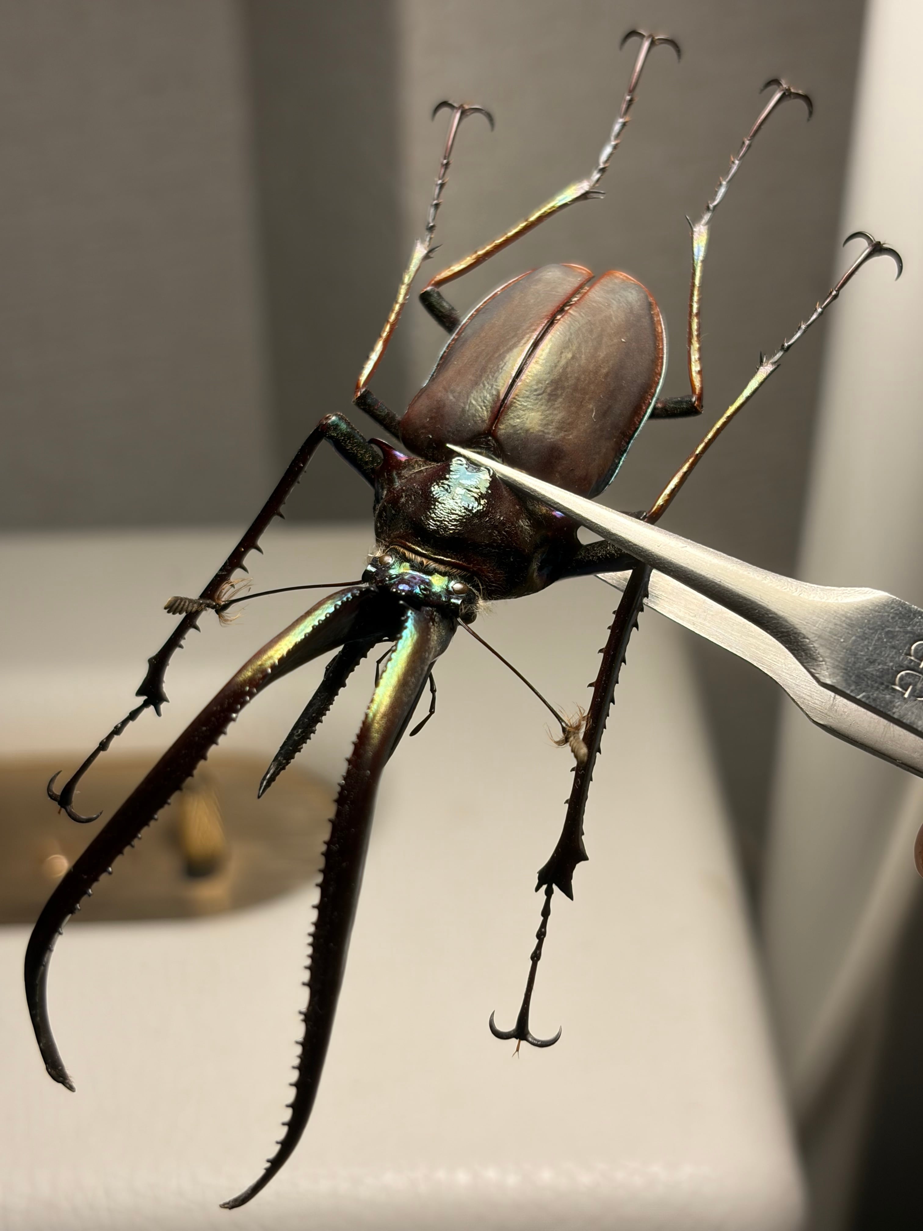 86mm】チリクワガタ メタリフェルホソアカクワガタ Wild 昆虫標本