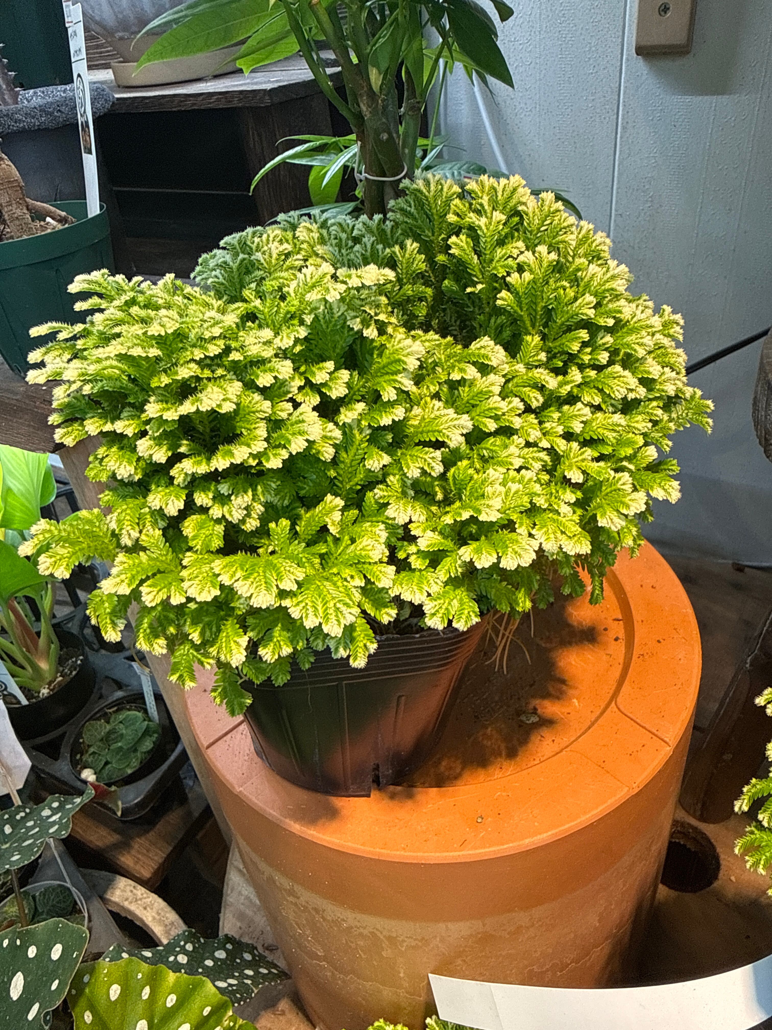 セラギネア斑入り | Gardenえん 【観葉熱帯植物】