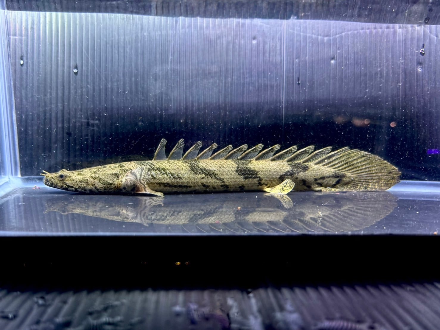 ⓷ポリプテルス ギニア産　エンドリケリー ワイルド個体 ポリプテルス・エンドリケリー ”ギニア/ダボラ” 62cm : WORLD RIVERS