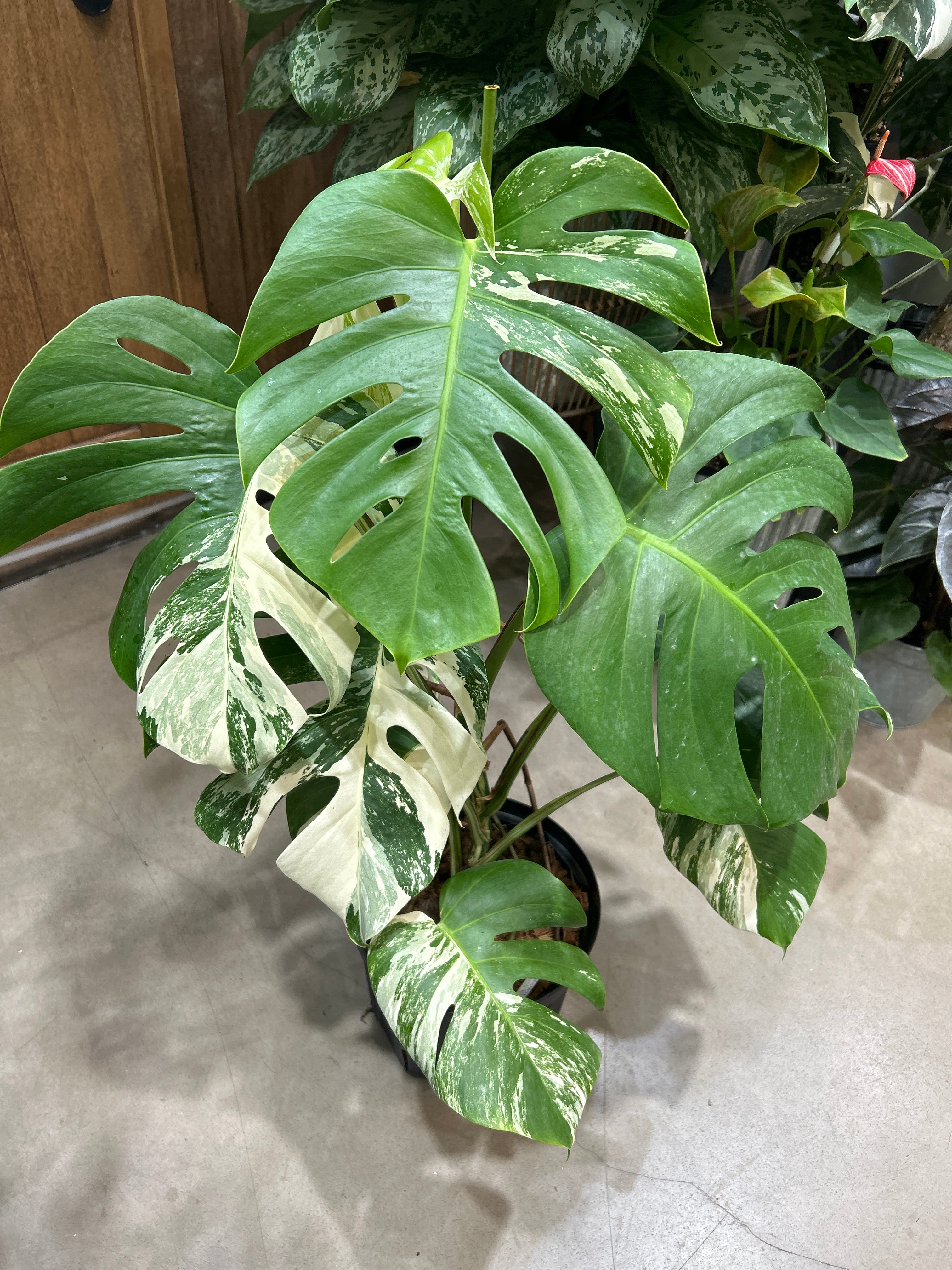 A モンステラ ボルシギアナ | MIDORIYA 観葉植物専門店