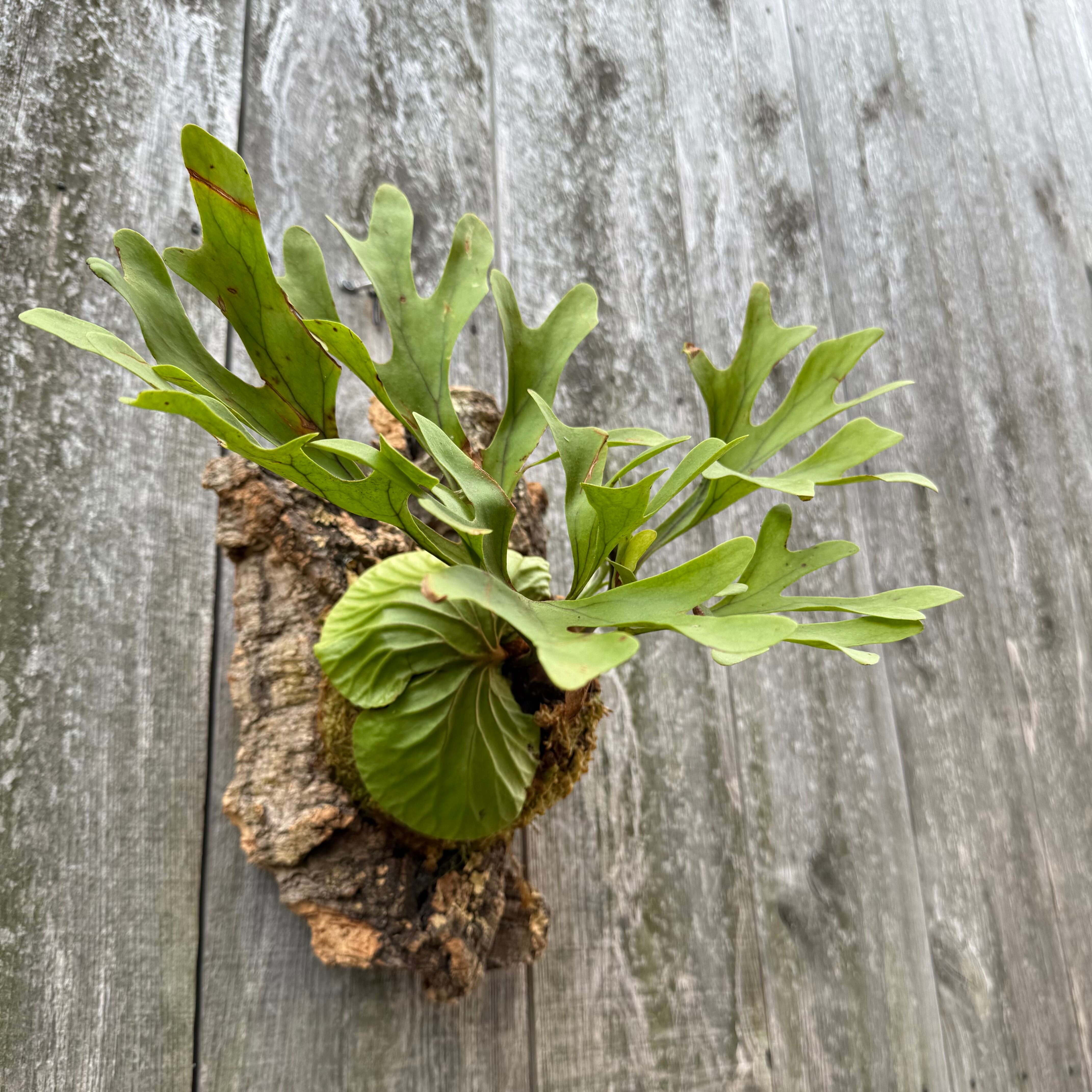 P.ridleyi wild | naturefix