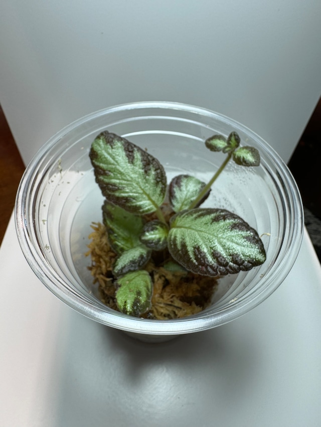 【NEW】熱帯植物エピスシアsp.(あかだまちゃん厳選植物、写真の現物を発送します）