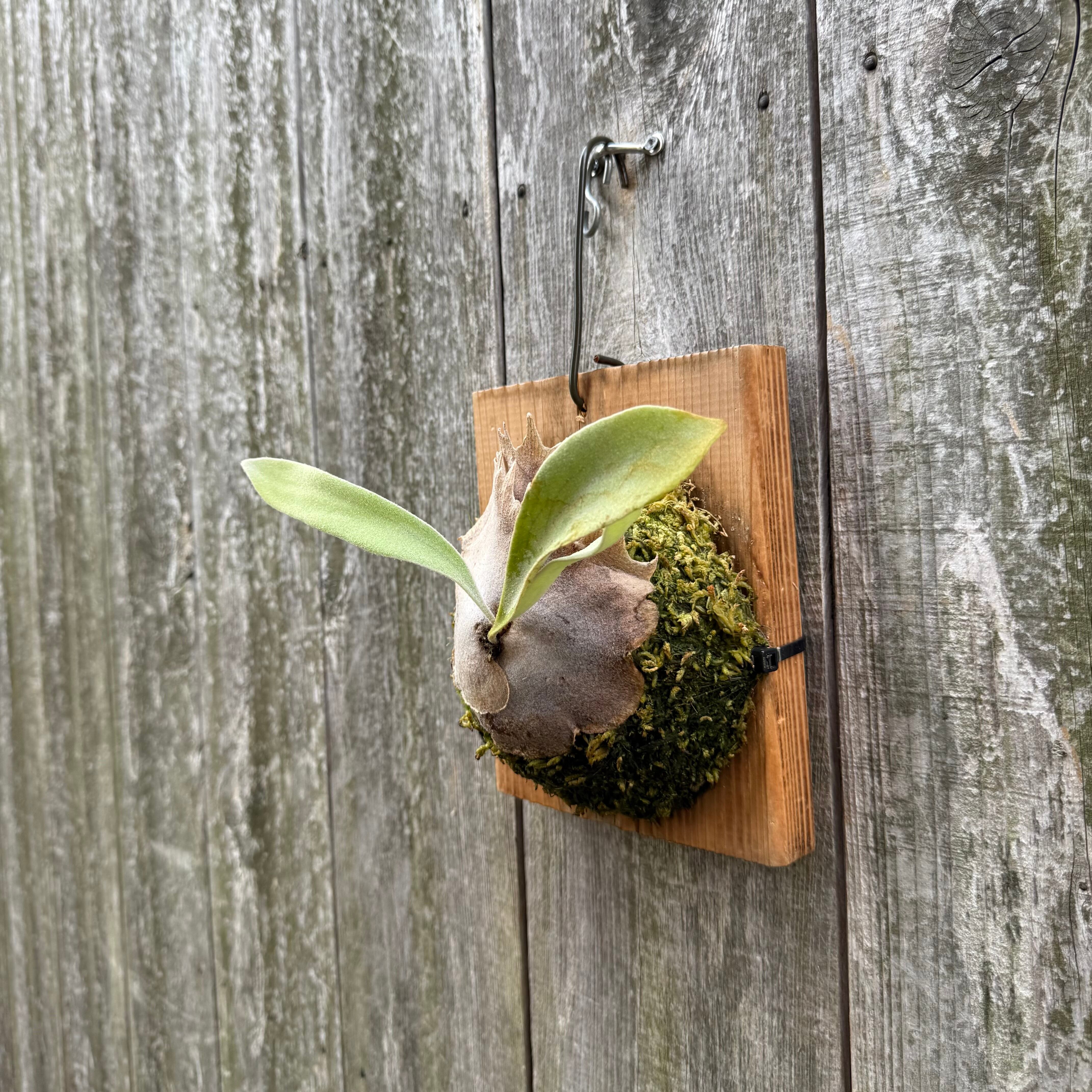 P. veitchii wild spore | naturefix