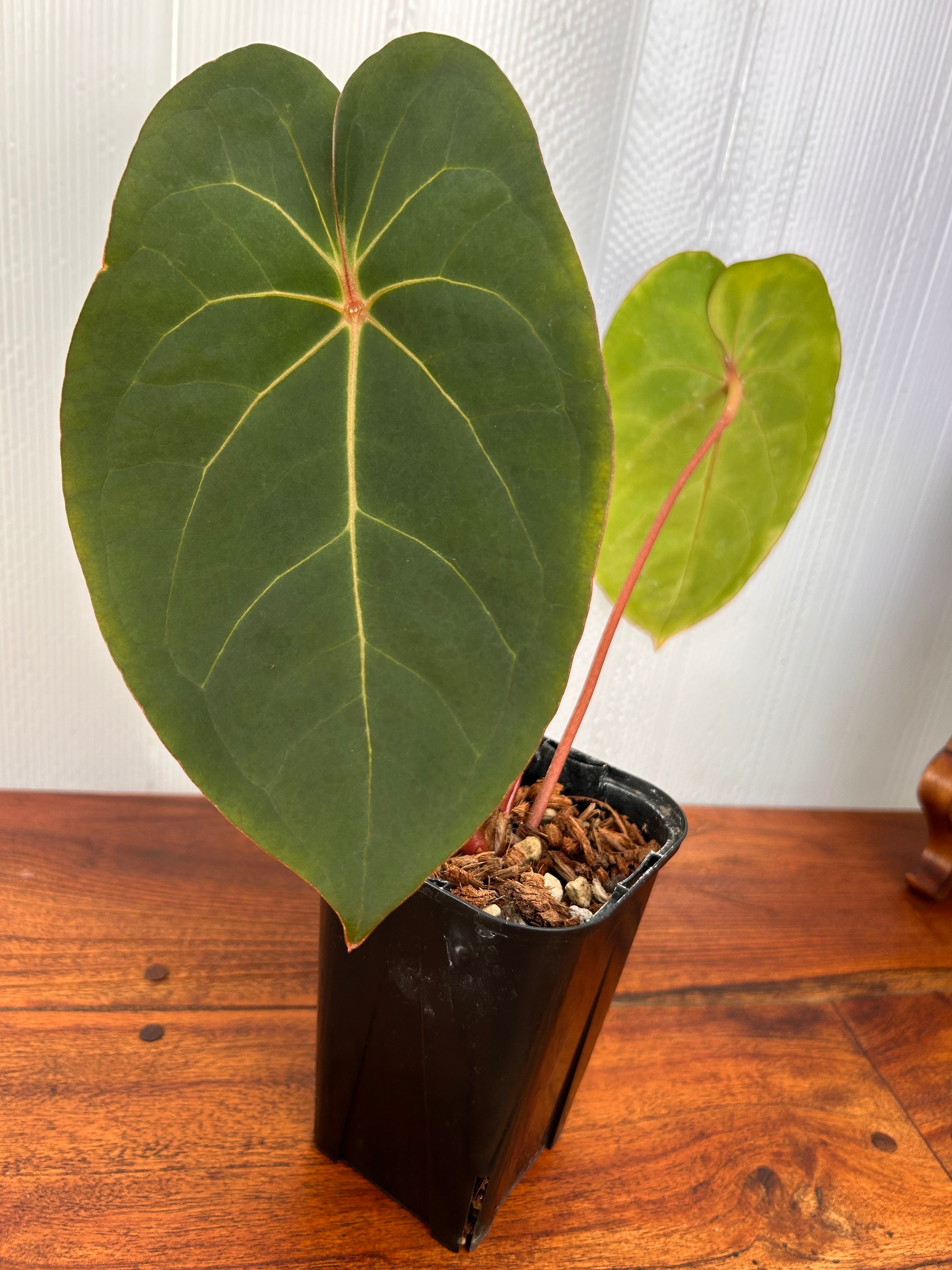 Anthurium | BALI-AN 園芸