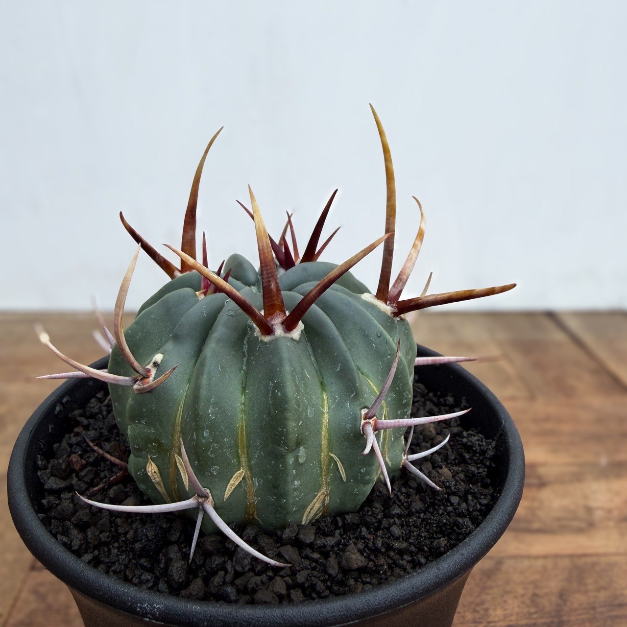 Echinofossulocactus coptonogonus【エキノフォスロカクタス・強棘竜剣丸】