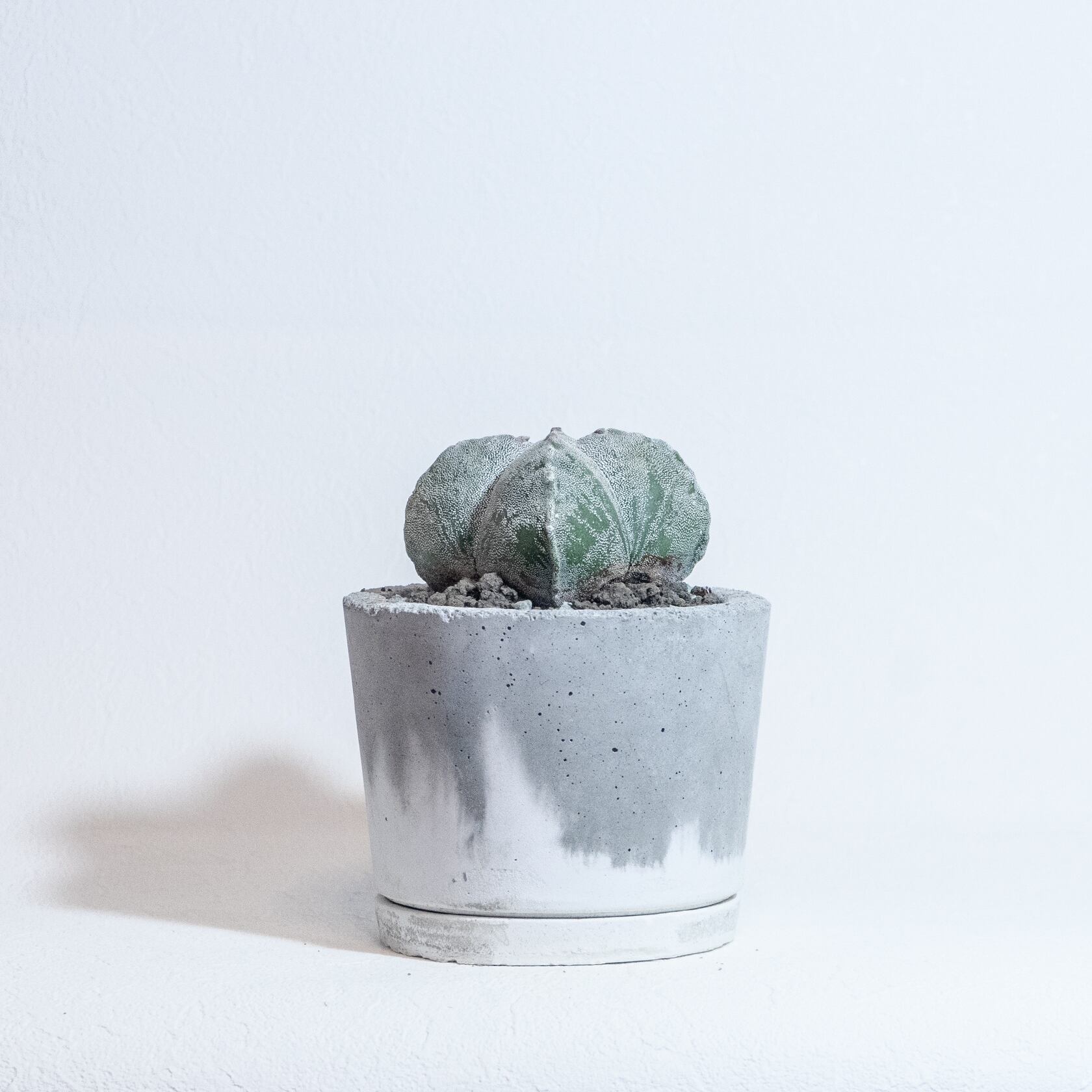 古木 アストロフィツム 大鳳玉 鉢ごと発送 サボテン 多肉植物