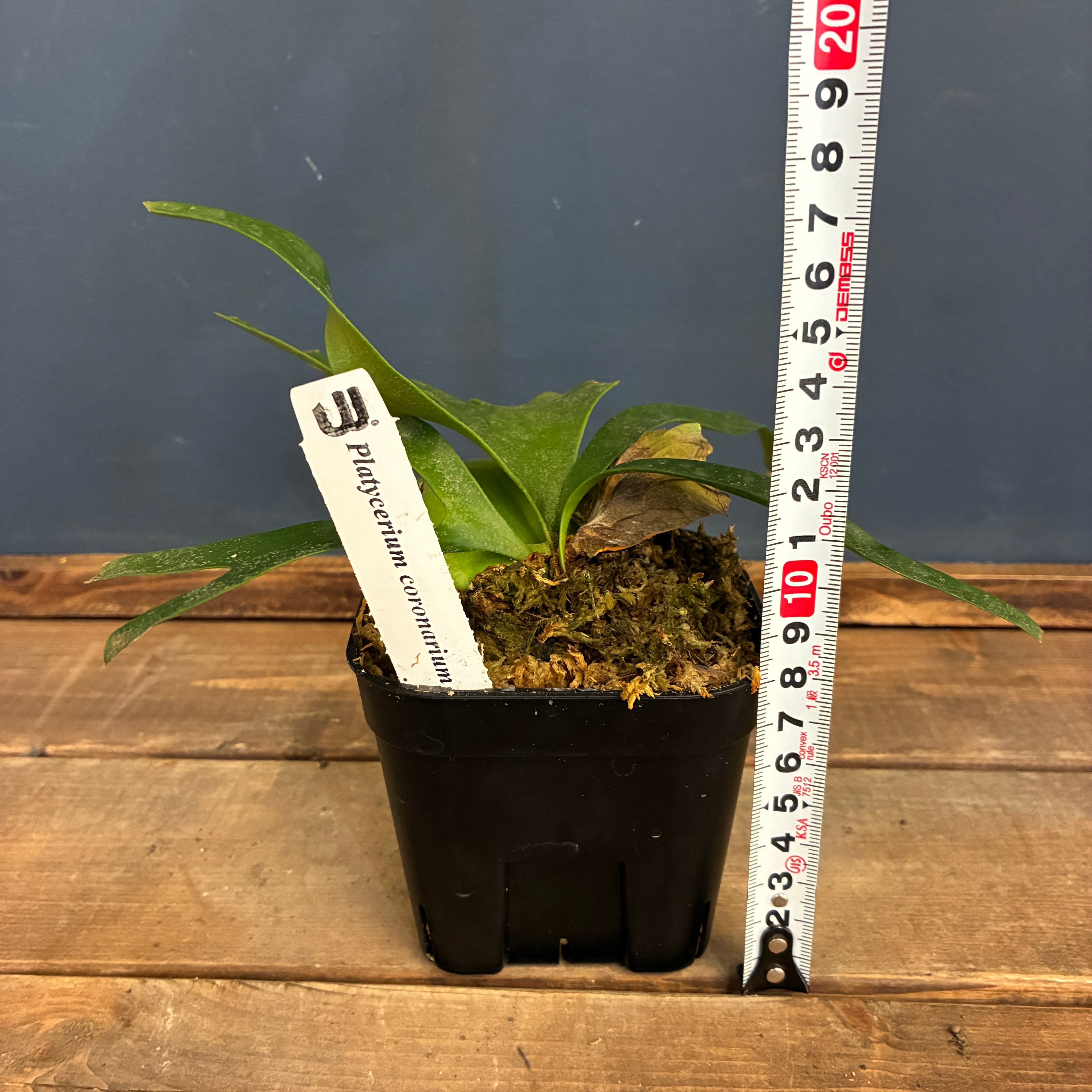 ビカクシダ P. coronarium cv 'QQ' (TC)【402】 | PROTOLEAF プロトリーフ