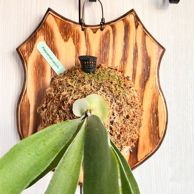 ビカクシダ ベイチー 板付 【観葉植物 壁掛け コウモリラン】