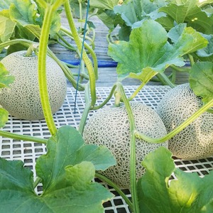 最高級富良野メロン　ルピアレッド　秀品　特大玉(2.0~2.5キロ)4玉入(8キロ入) ×2箱
