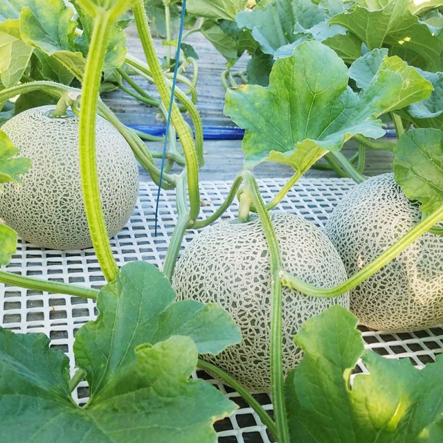 最高級富良野メロン　ルピアレッド　秀品　特大玉(2.0~2.5キロ)4玉入(8キロ入) ×2箱