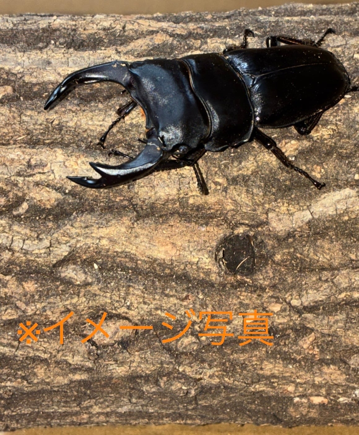 伝説の七節】ロードハウナナフシに酷似のトゲアシフトナナフシオバケ