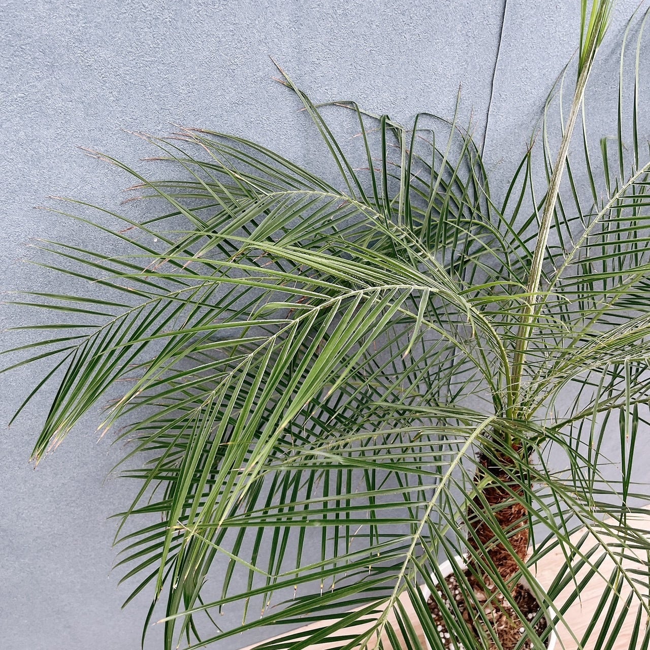 ［現品］E フェニックスロベレニー　8号　観葉植物　室内　ヤシ　南国風　人気 現品］3番 フェニックスロベレニー 8号 観葉植物 室内 ヤシ 南国風
