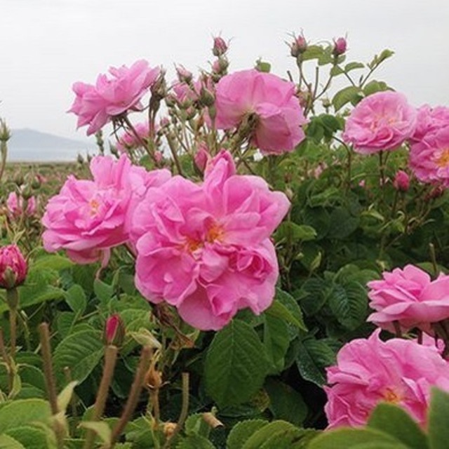 カザンリク（トリギンティペタラ）