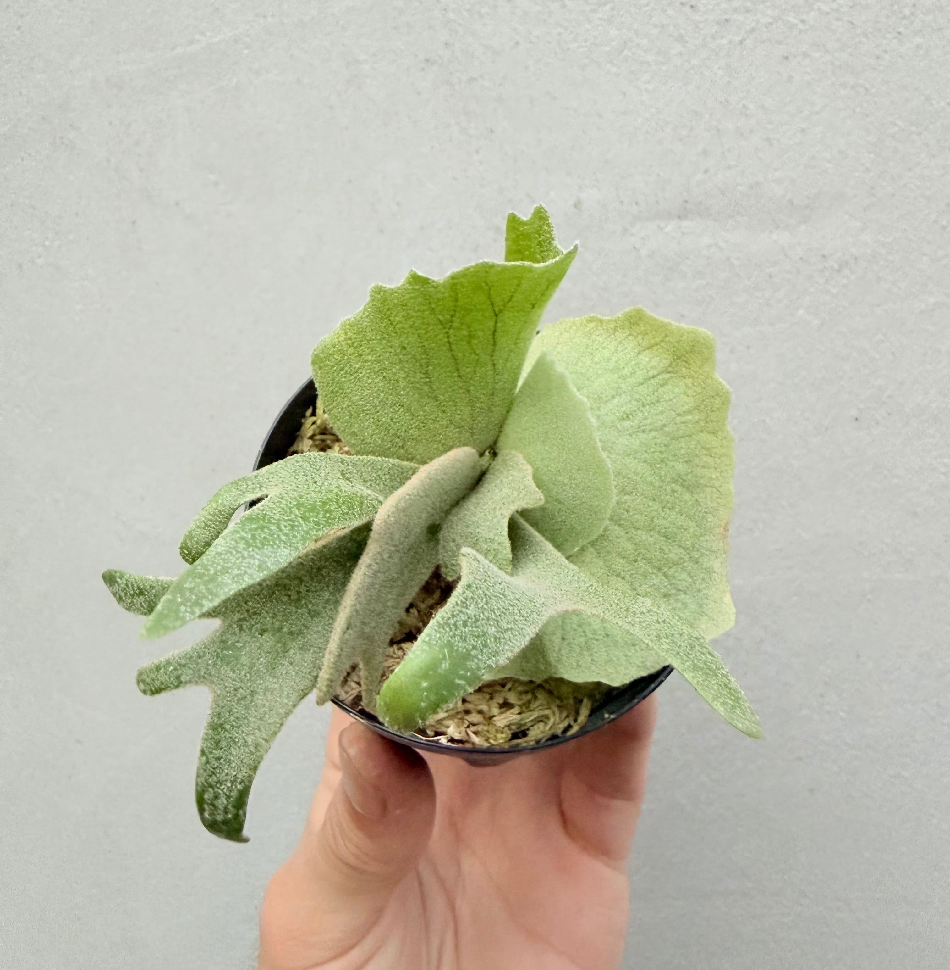 c) P. willinckii 'Frosty Maiden' spore grown ③ビカクシダ