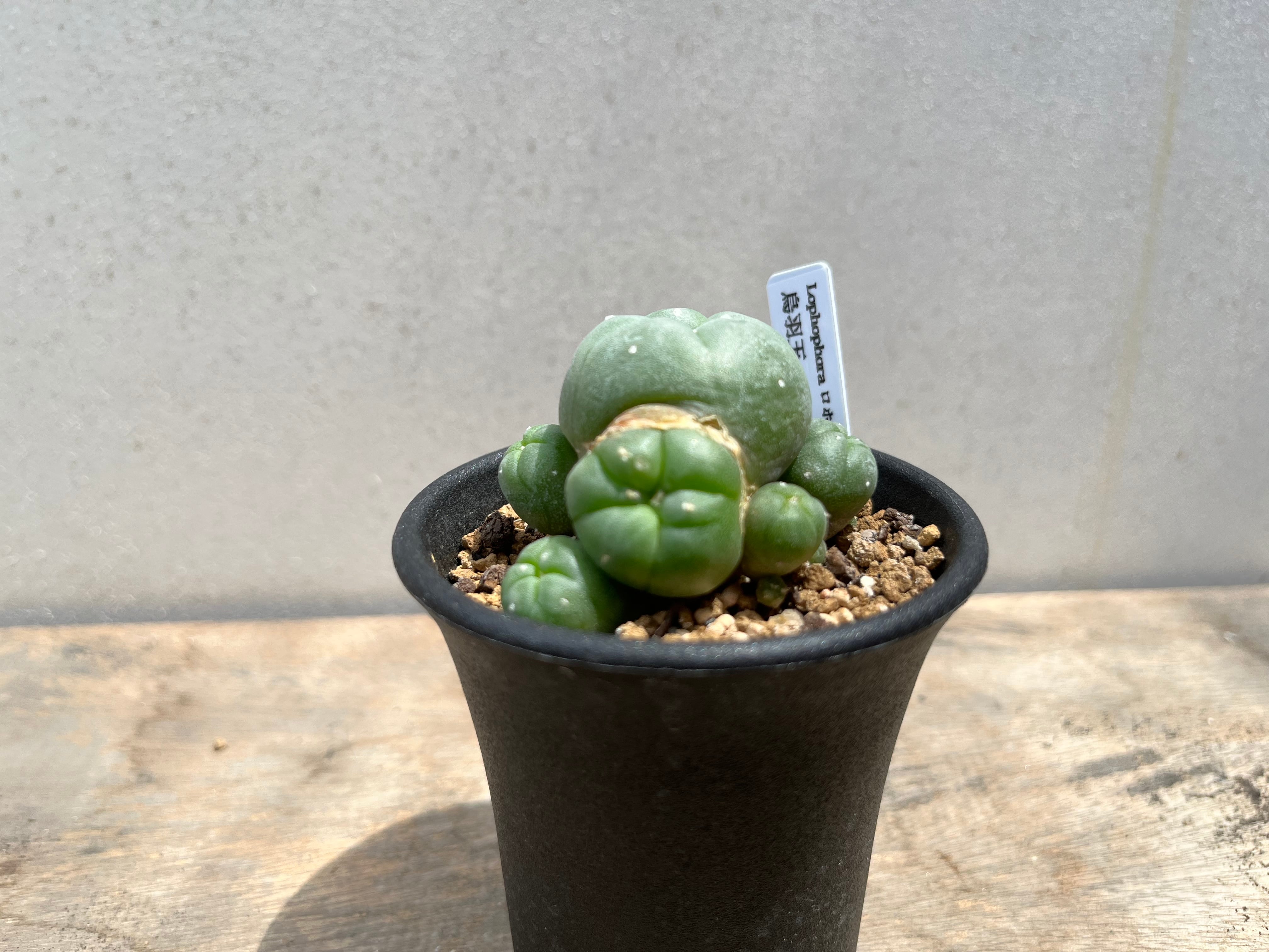 烏羽玉　(Lophophora williamsii)　接ぎ木株